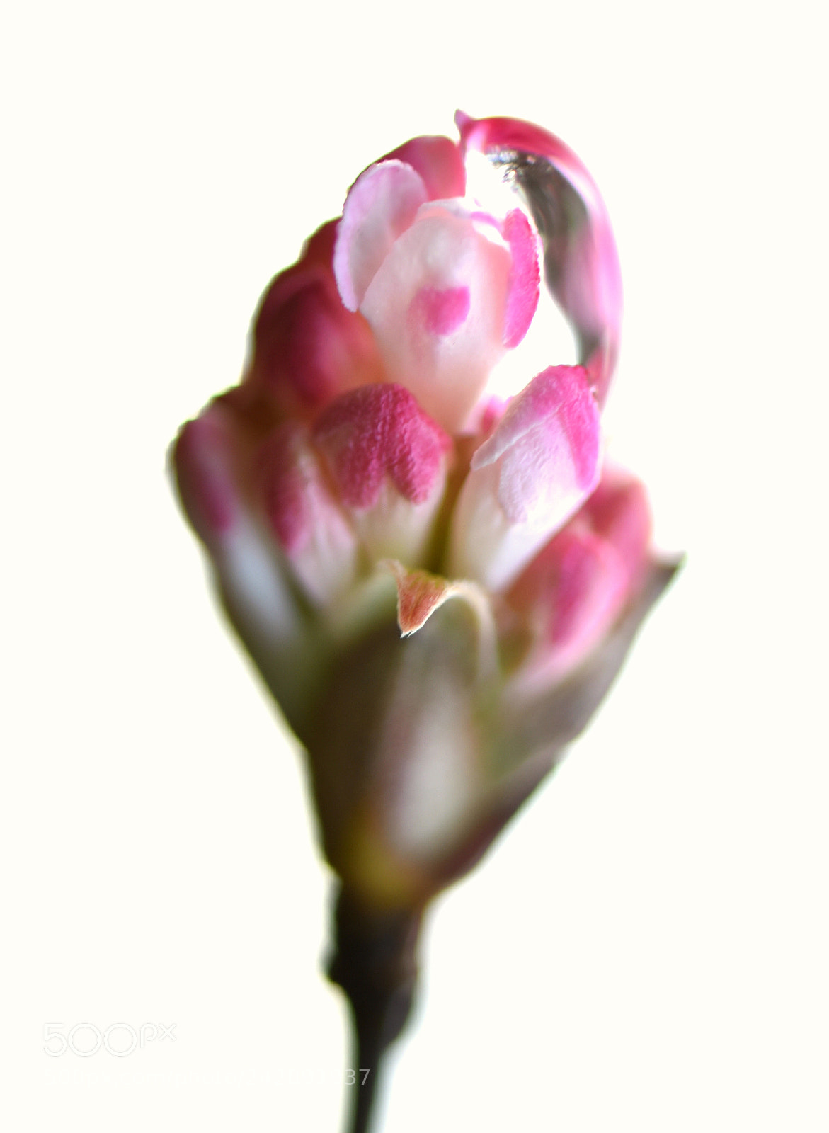 Nikon D810 sample photo. Flowers 189! photography