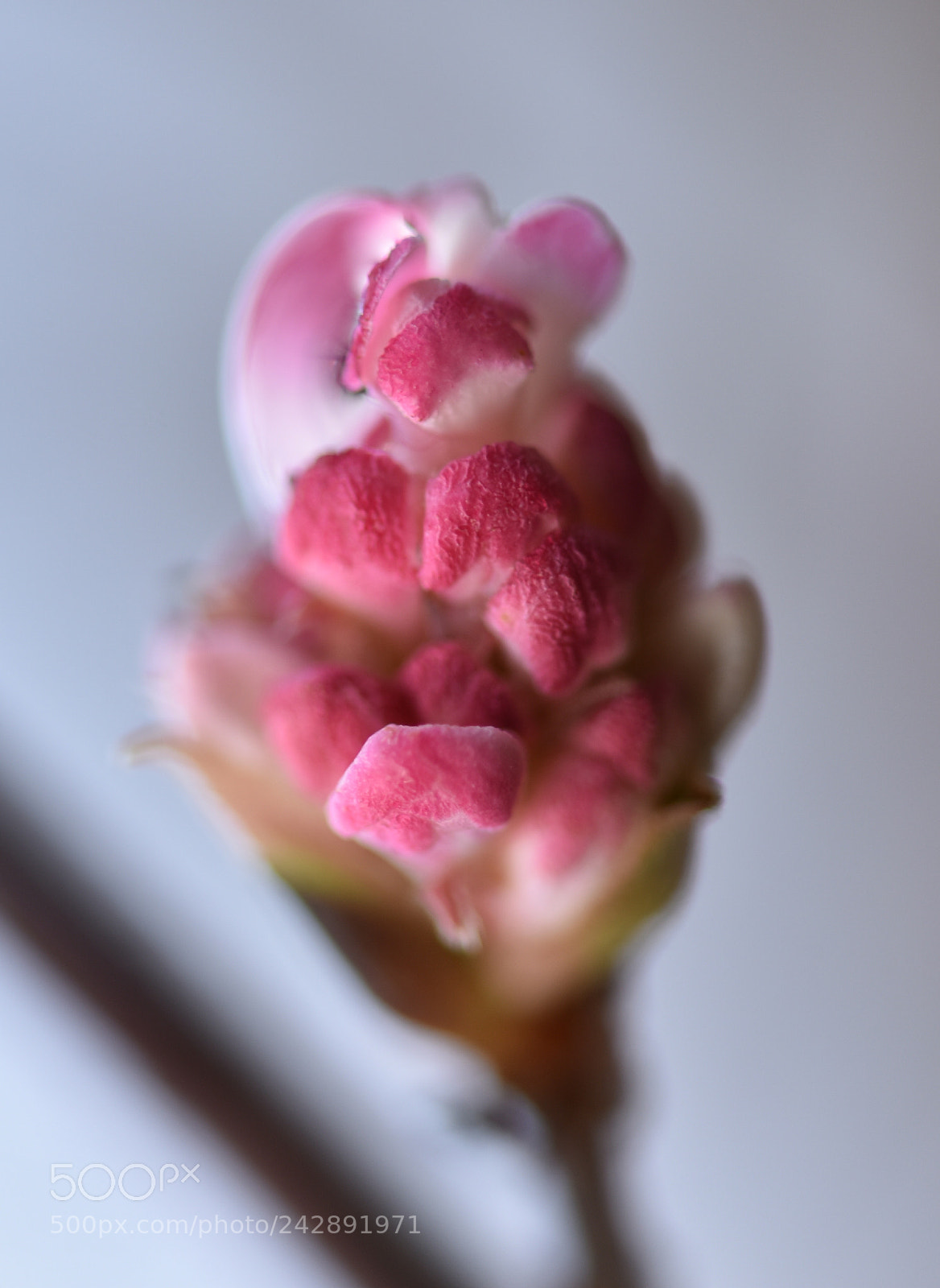 Nikon D810 sample photo. Flowers 567! photography