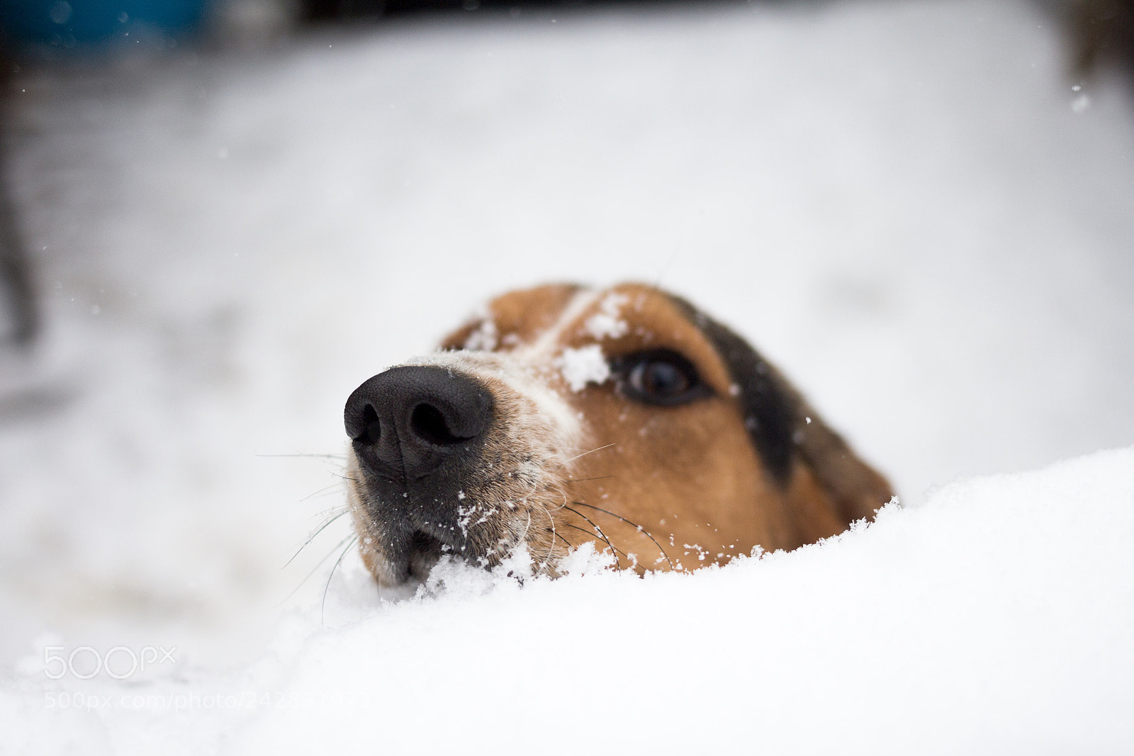 Canon EOS 650D (EOS Rebel T4i / EOS Kiss X6i) sample photo. Play on snow photography
