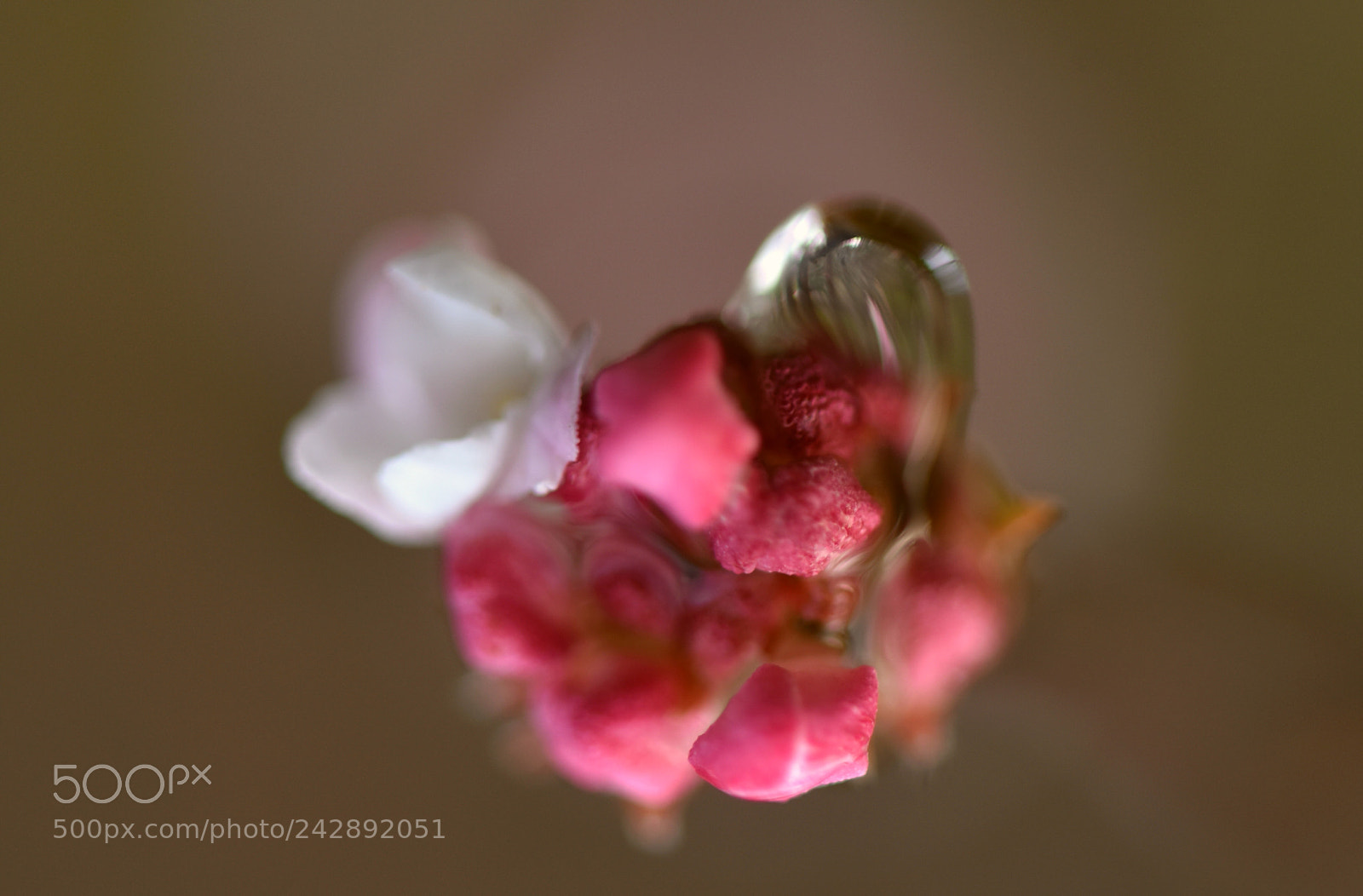 Nikon D810 sample photo. Flowers 512! photography