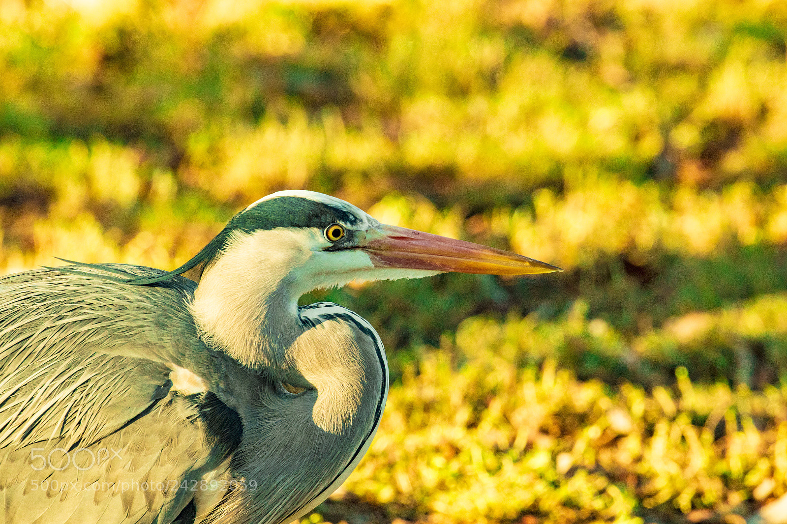 Canon EOS 7D Mark II sample photo. Heron photography