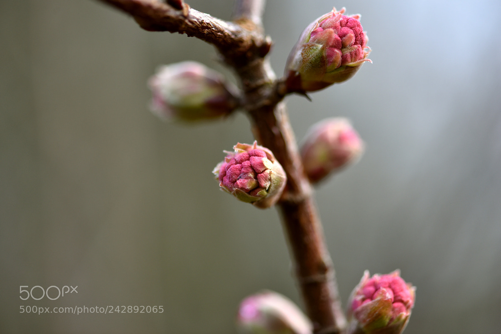 Nikon D810 sample photo. Flowers 734! photography