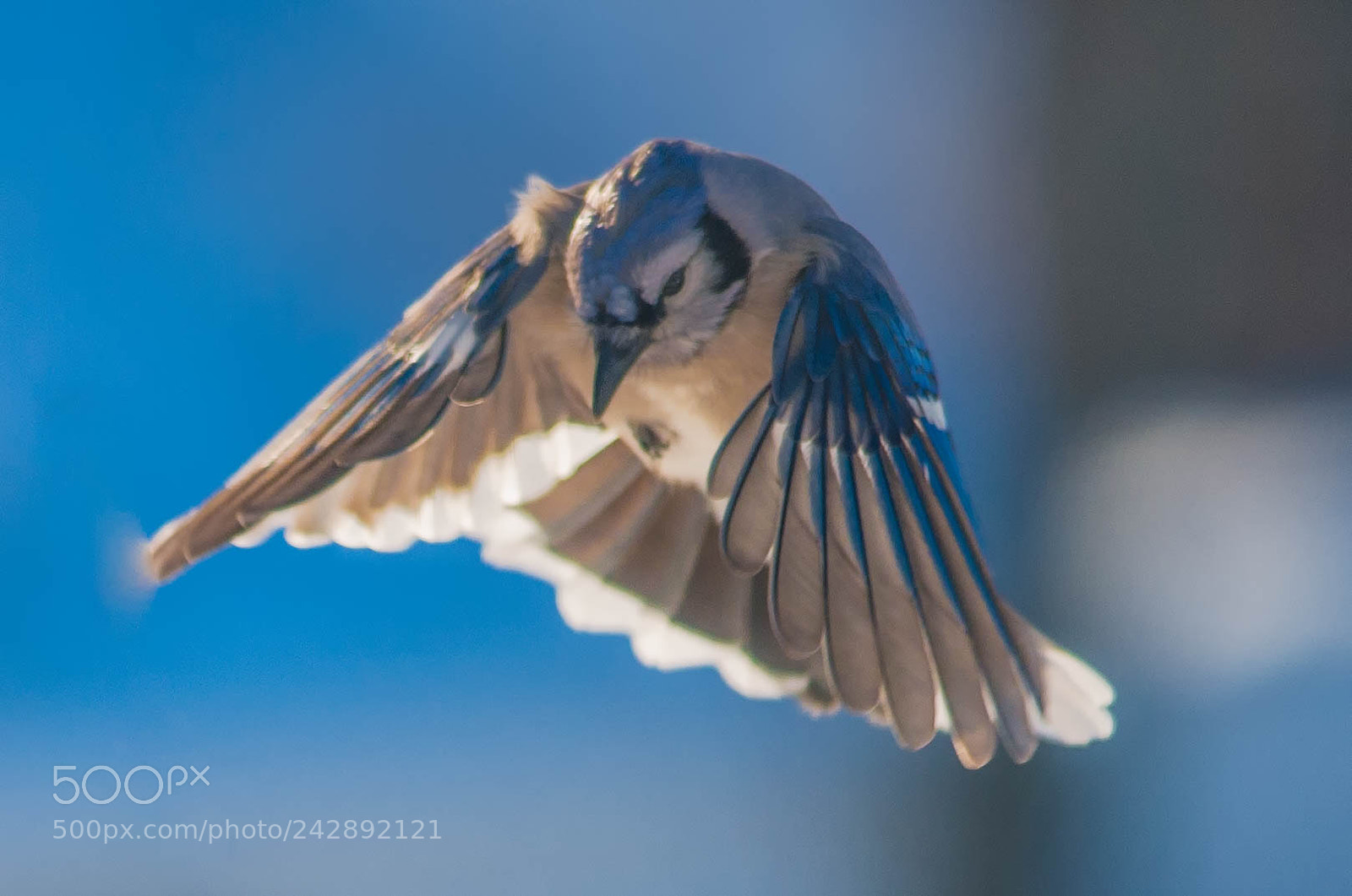 Nikon D4 sample photo. Blue jay in pursuit! photography