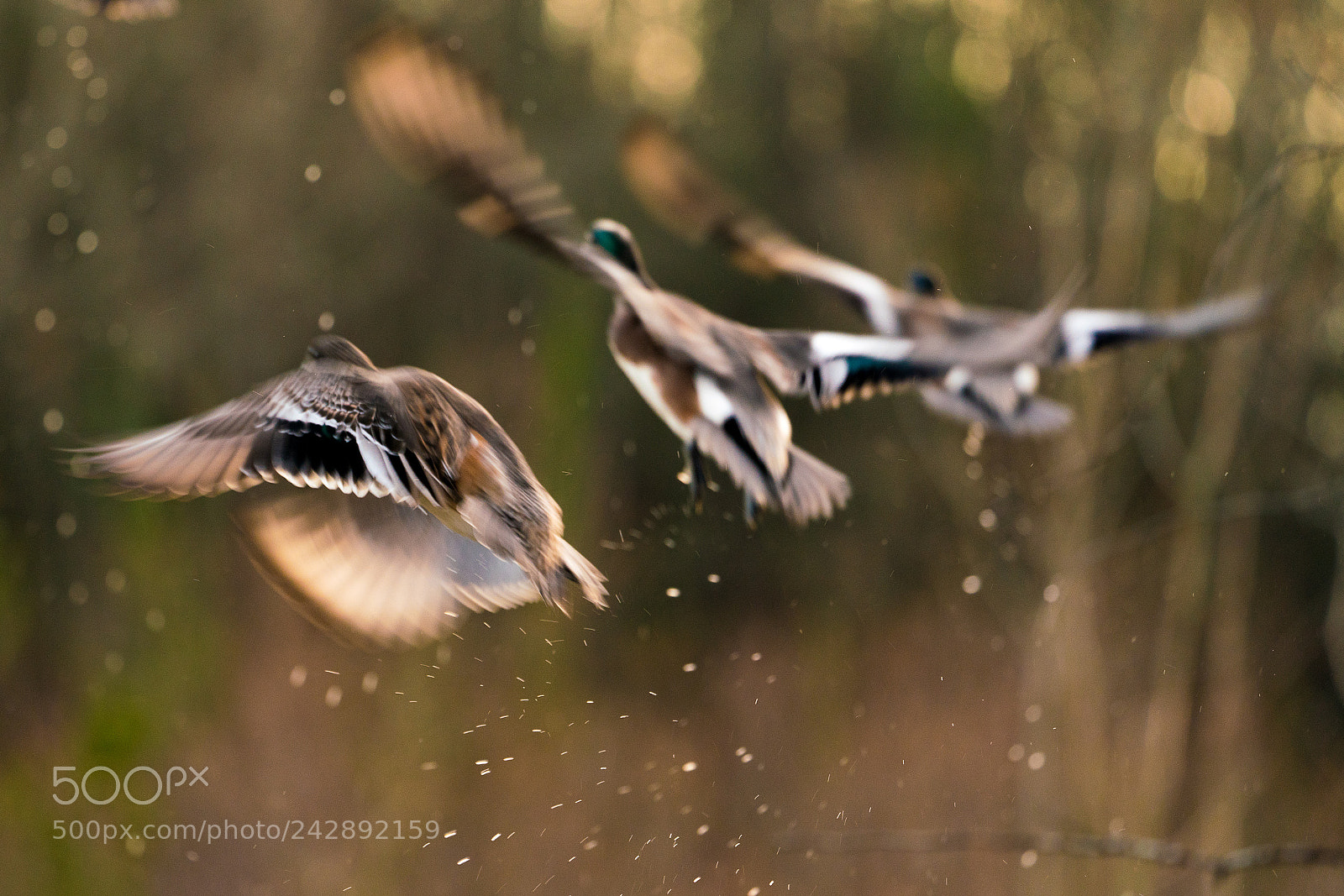 Sony a7R III sample photo. Mallards in flight photography