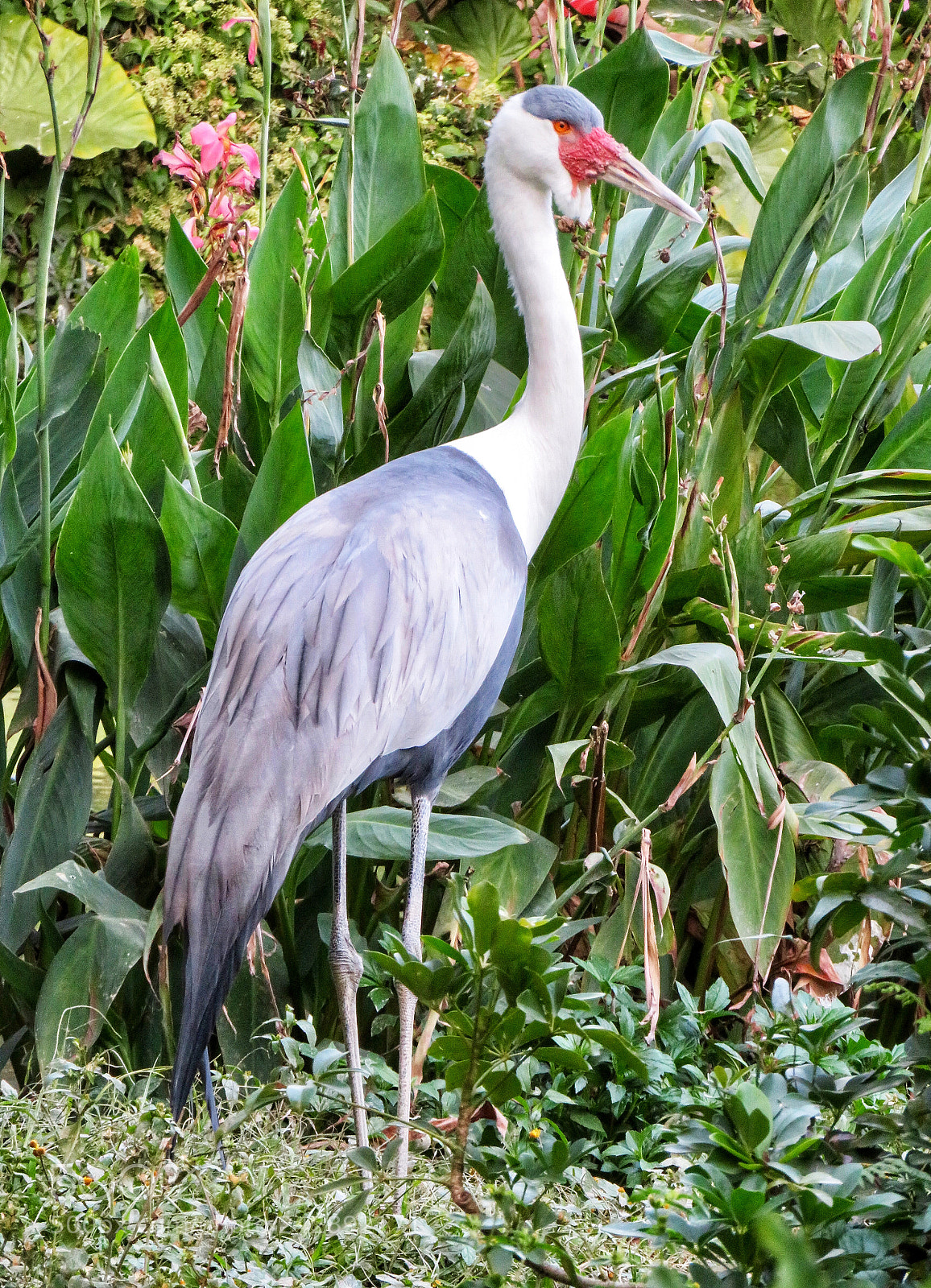 Canon PowerShot SX720 HS sample photo. Wattled crane photography