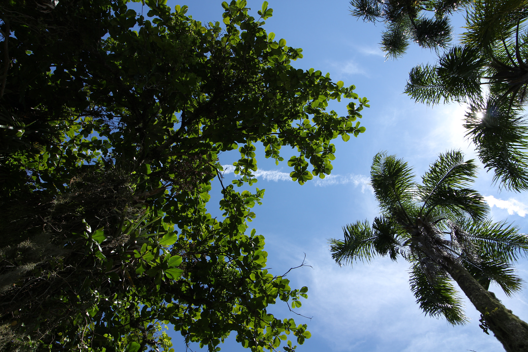 Canon EOS 700D (EOS Rebel T5i / EOS Kiss X7i) sample photo. Img photography