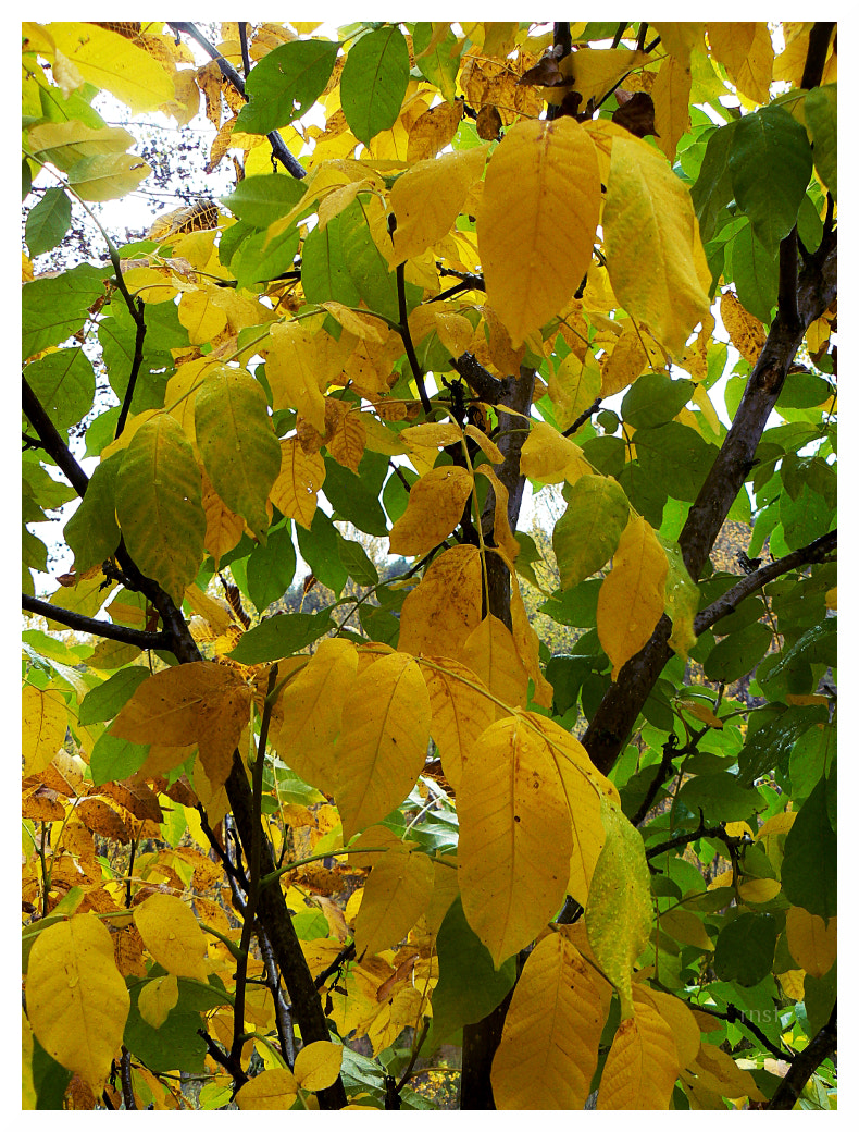Panasonic DMC-FZ7 sample photo. Soria 008 photography