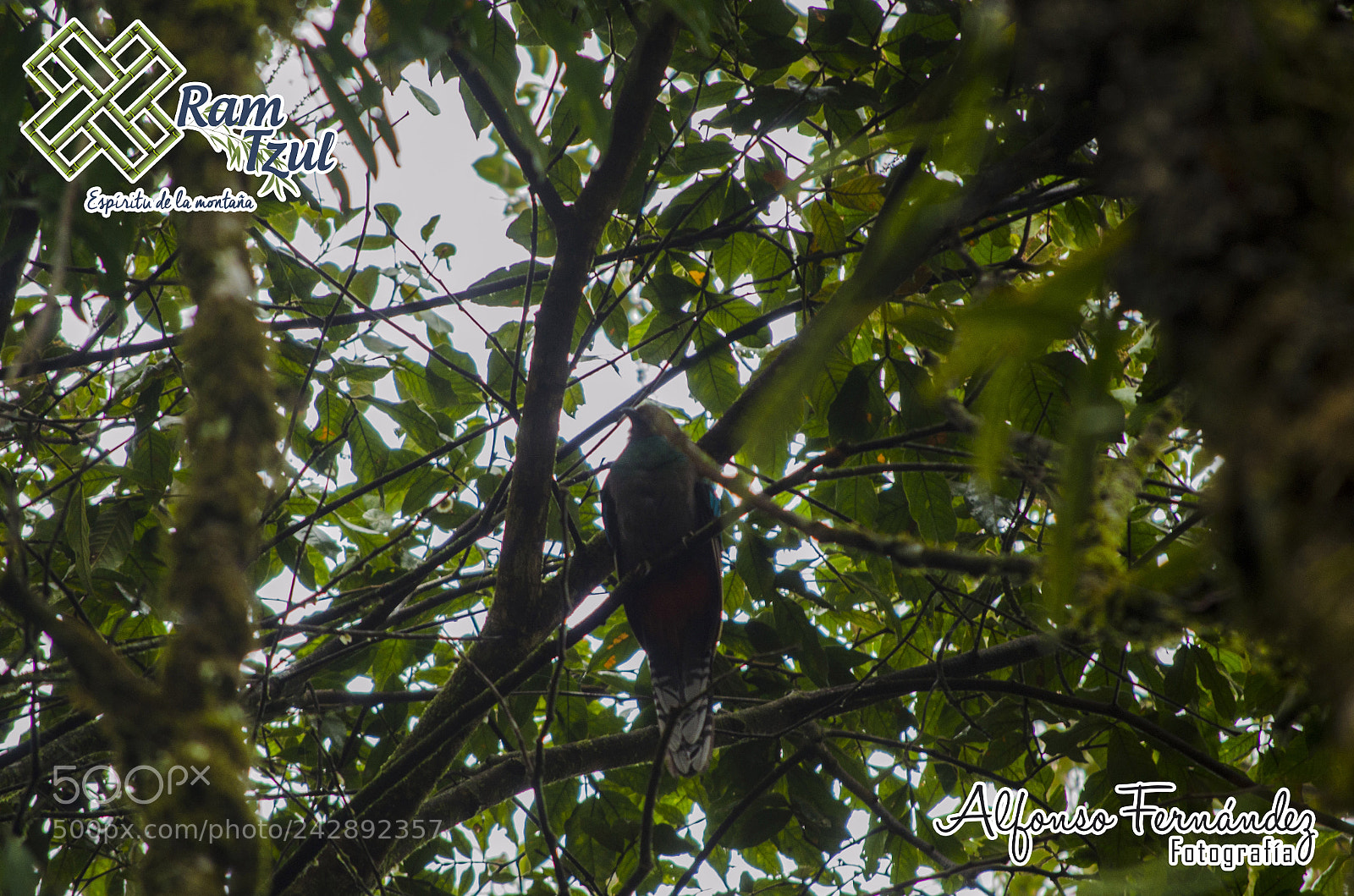 Nikon D5100 sample photo. Copia photography