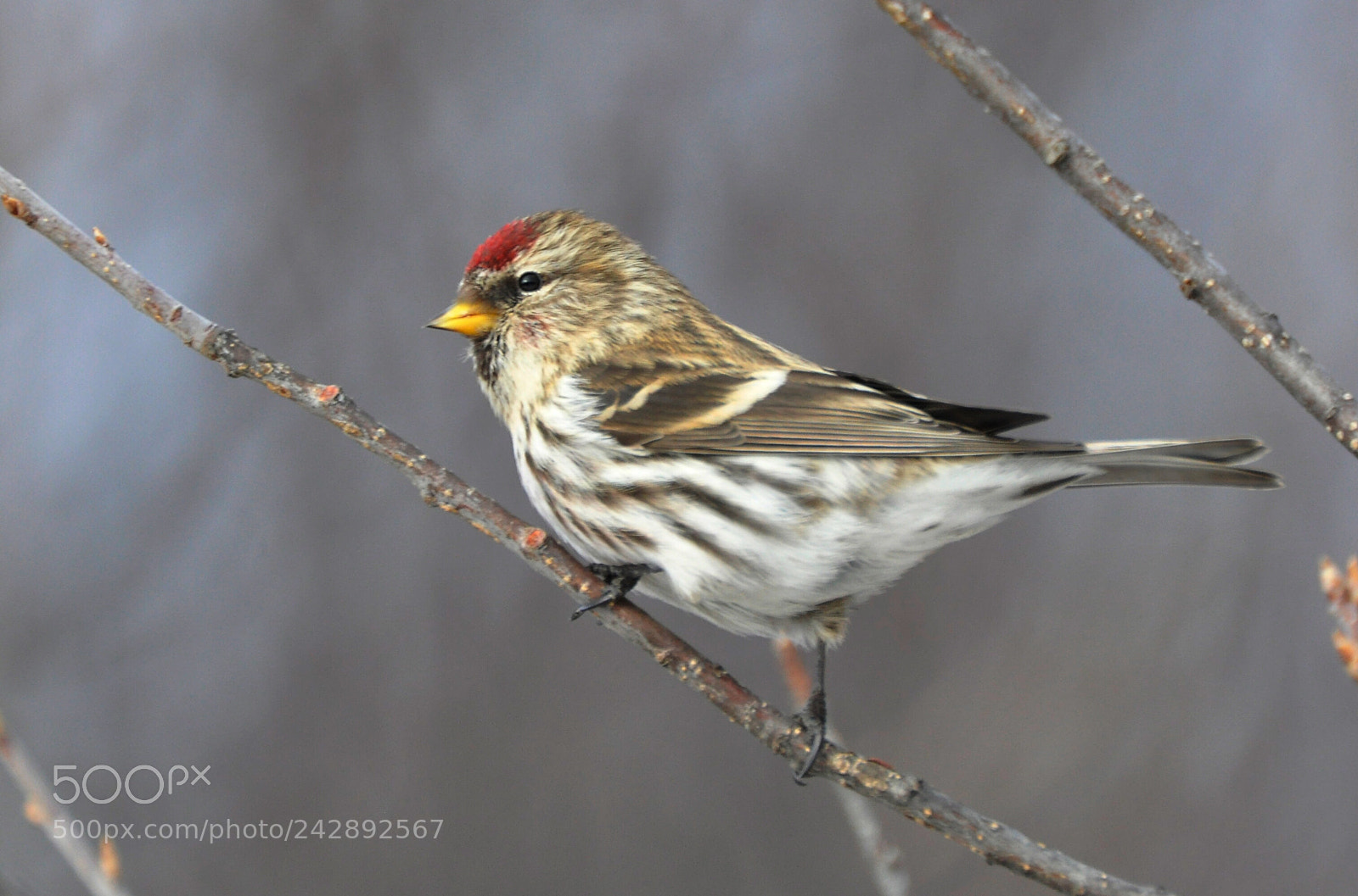 Nikon D90 sample photo. Redpoll photography