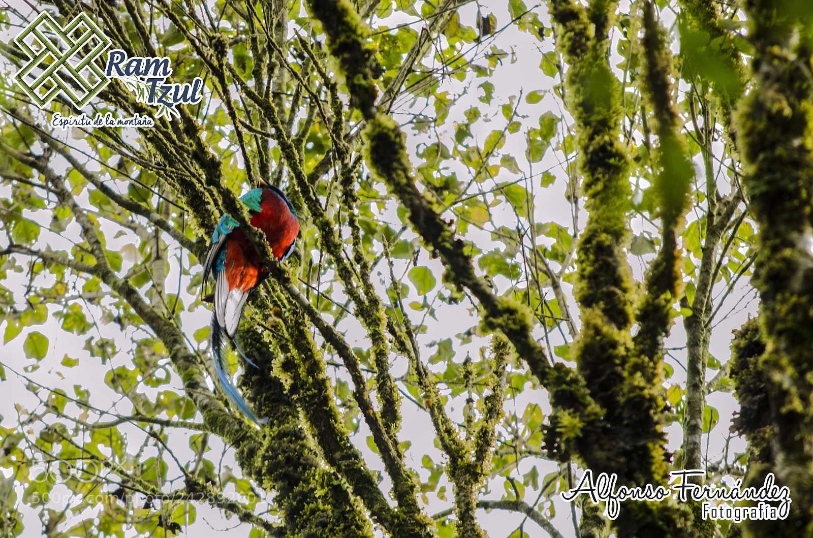 Nikon D5100 sample photo. Quetzal photography