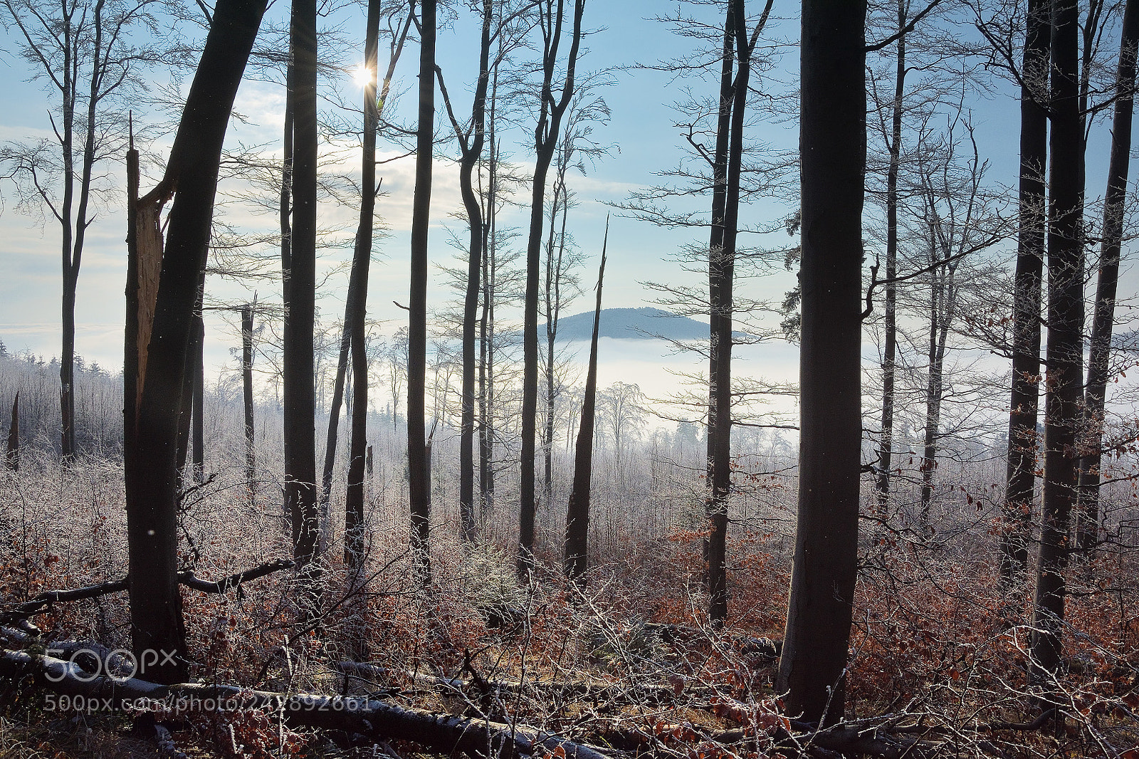 Nikon D3400 sample photo. Broken trees photography