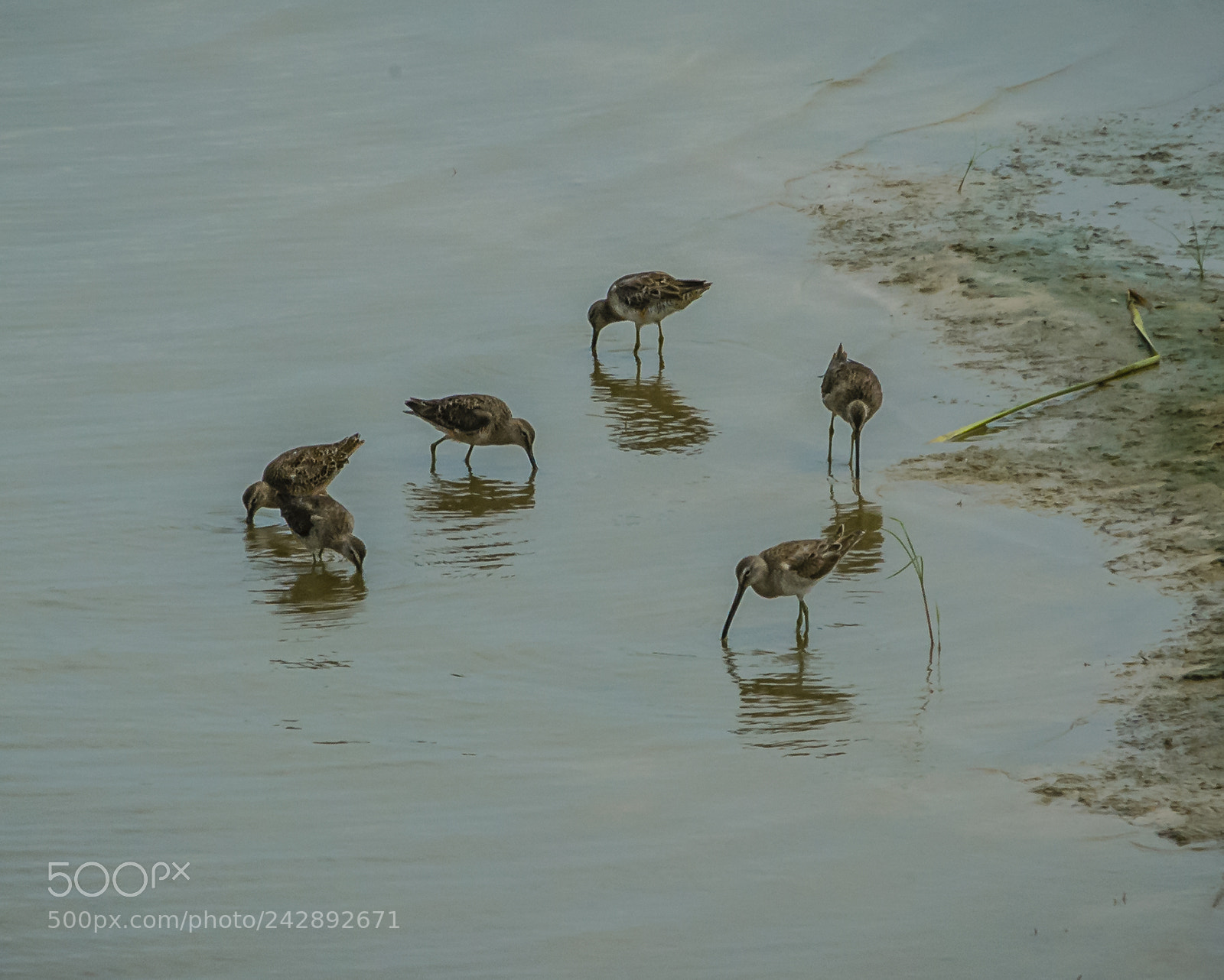 Nikon D200 sample photo. Curlew meeting photography