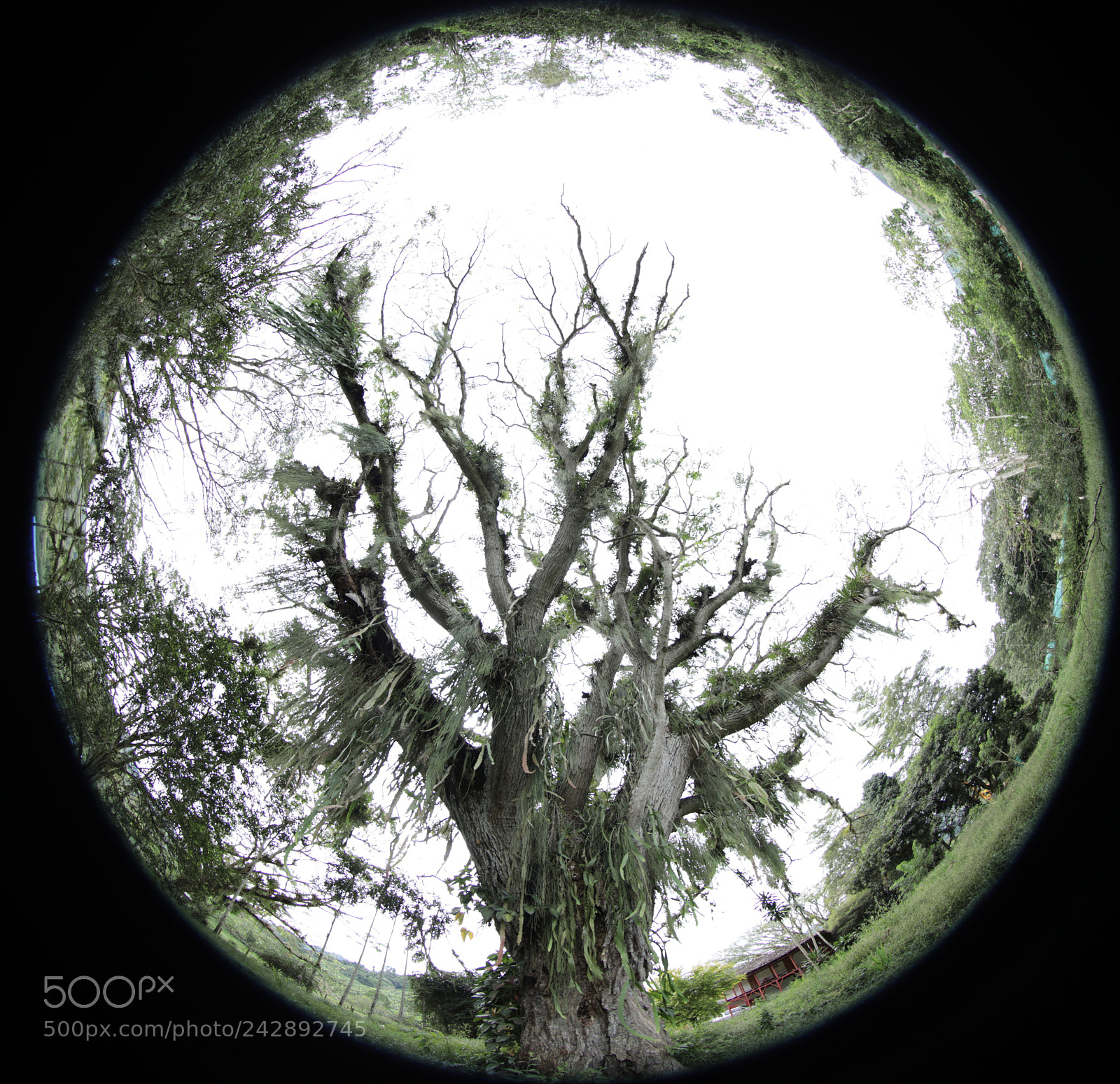 Canon EOS 5DS R sample photo. The tree of all photography
