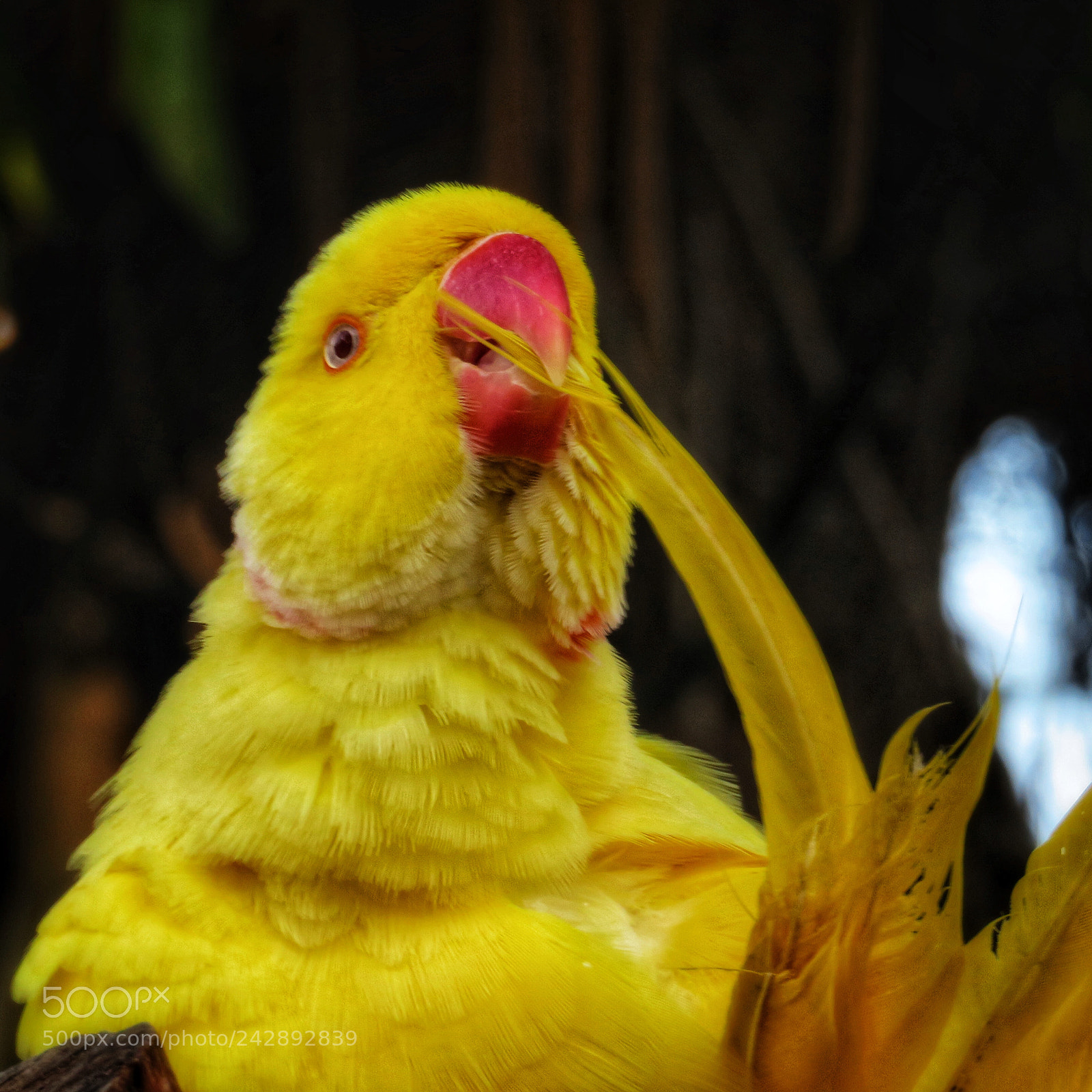 Canon PowerShot SX720 HS sample photo. Yellow indian ringneck parakeet photography