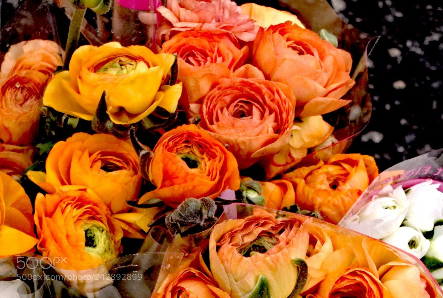 Sony Cyber-shot DSC-RX100 III sample photo. Roses photography