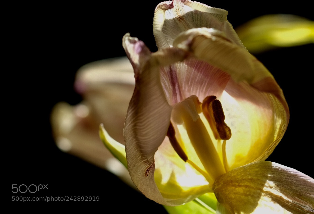 Fujifilm X-T1 sample photo. Flower power photography