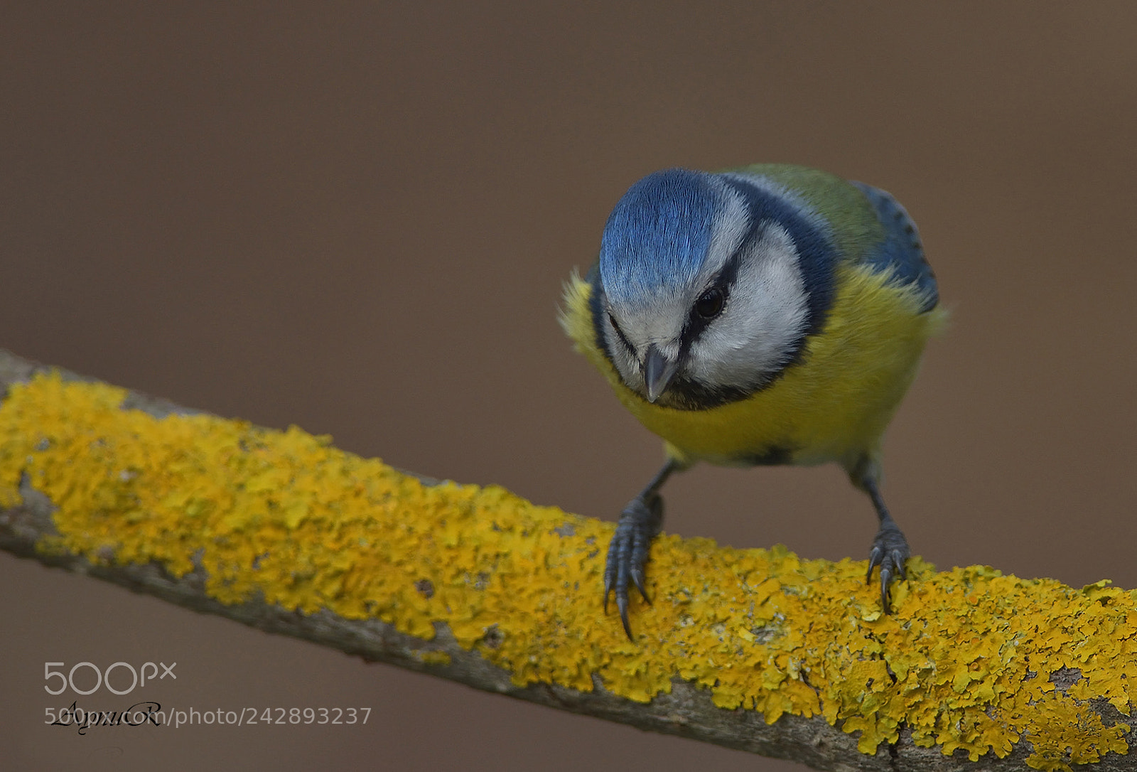 Nikon D7200 sample photo. Blue tit - mavi photography