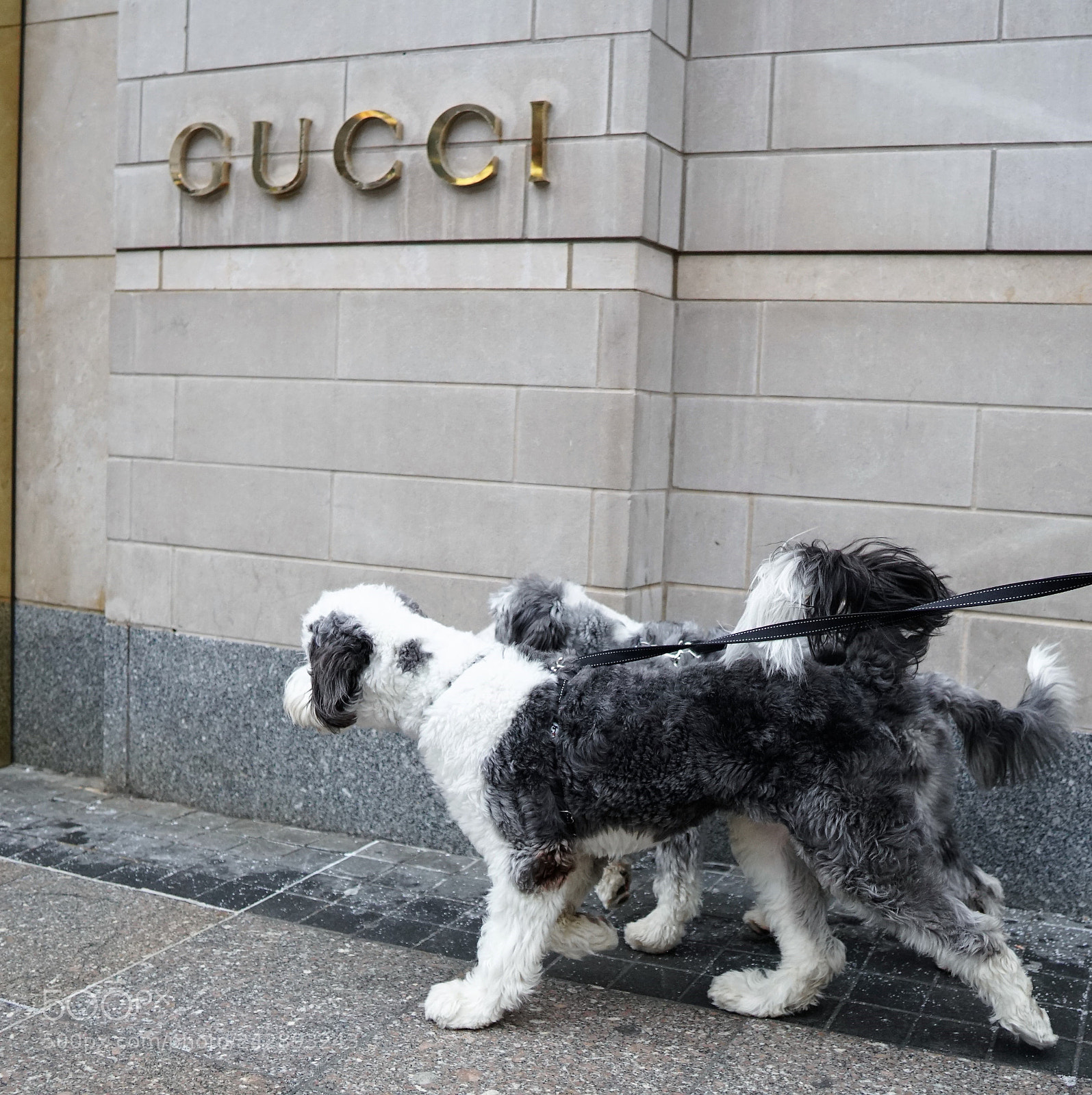 Sony a6500 sample photo. Two dogs shopping at photography