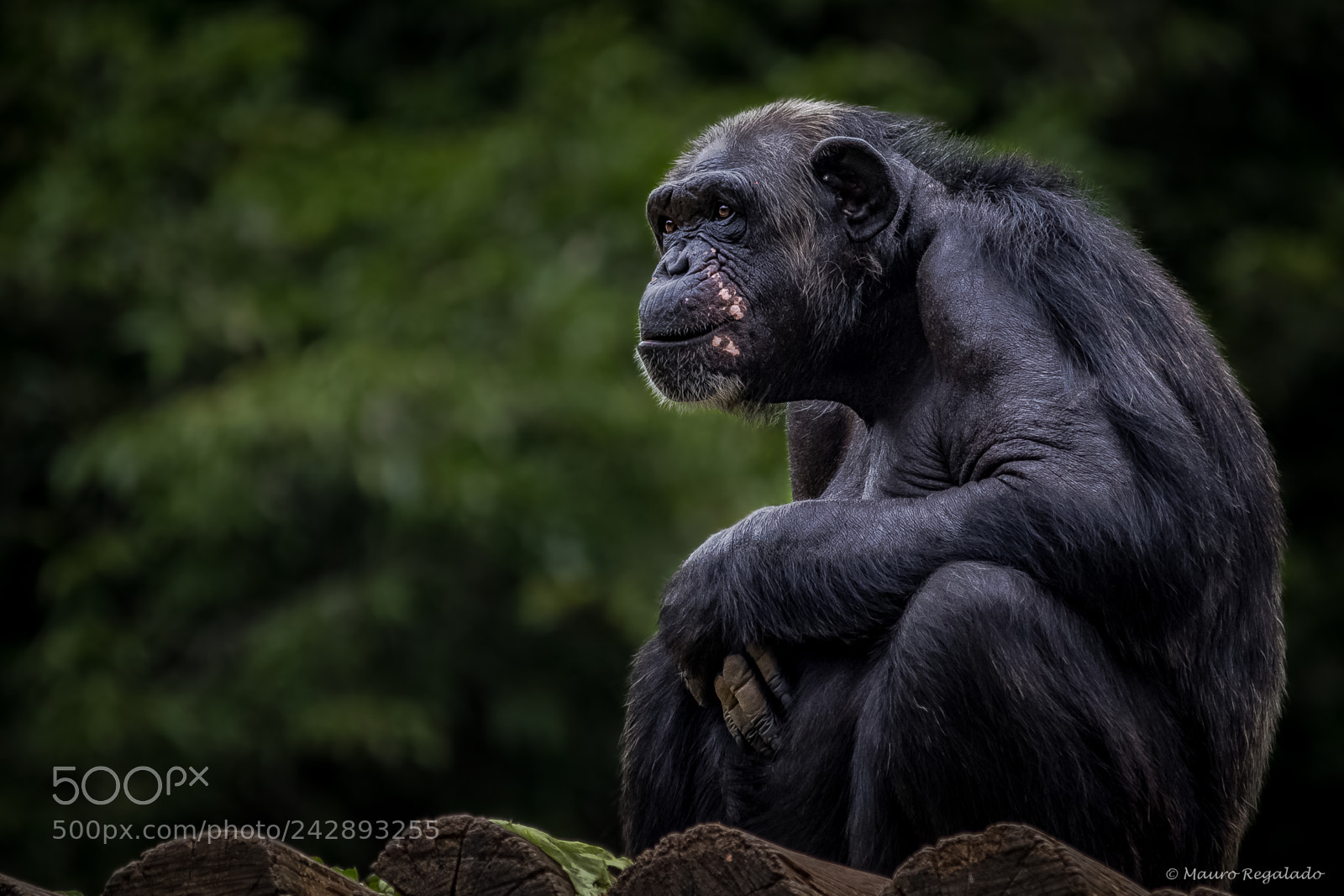 Canon EOS 60D sample photo. Chimpanzé photography