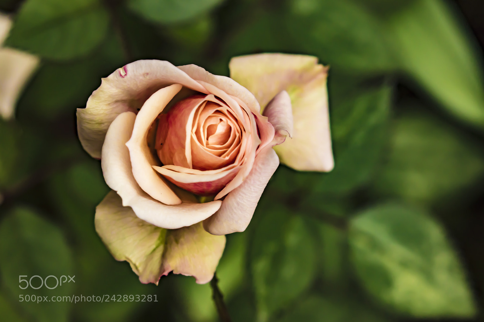 Canon EOS 7D Mark II sample photo. Rose photography