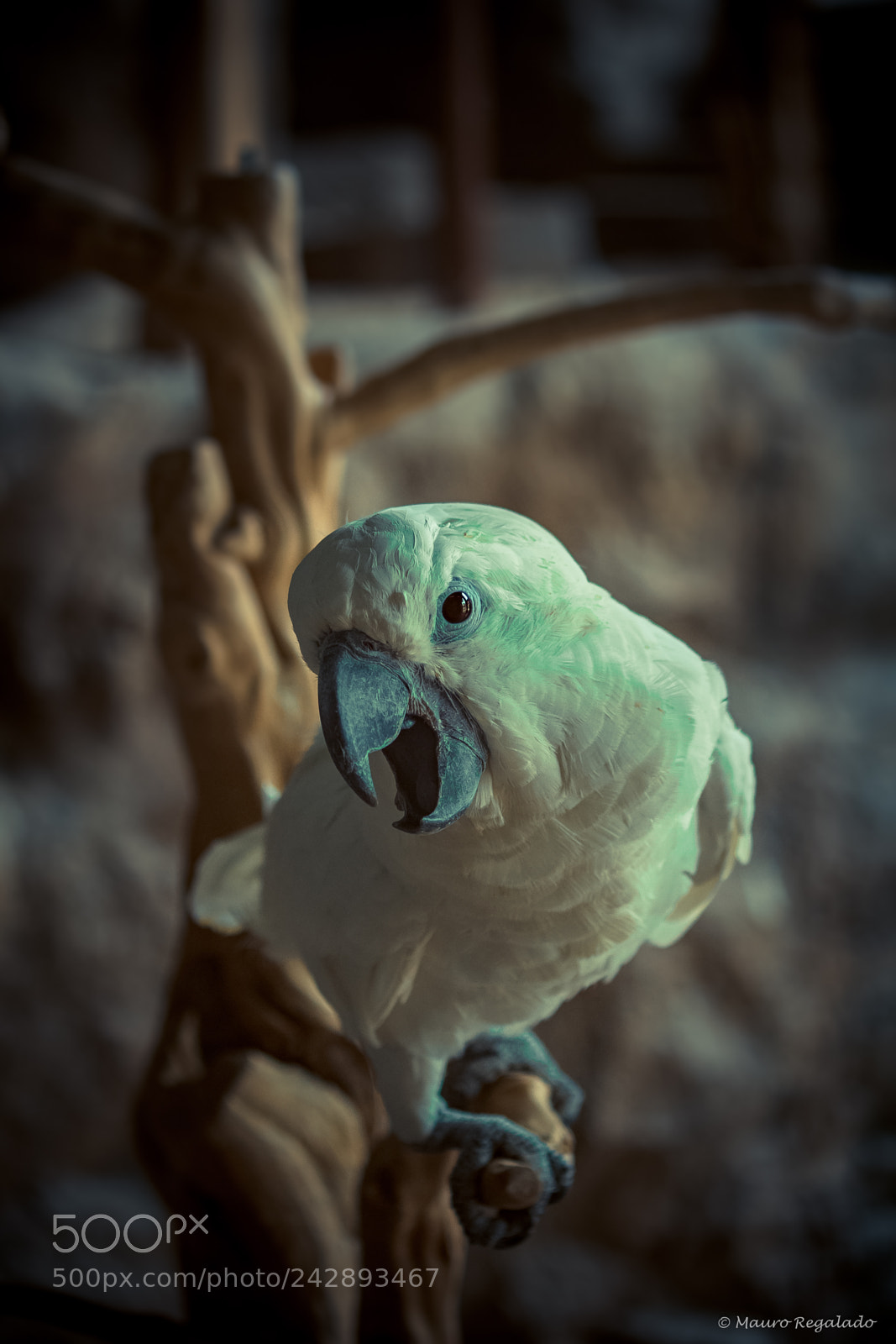 Canon EOS 1200D (EOS Rebel T5 / EOS Kiss X70 / EOS Hi) sample photo. Cacatua branca photography