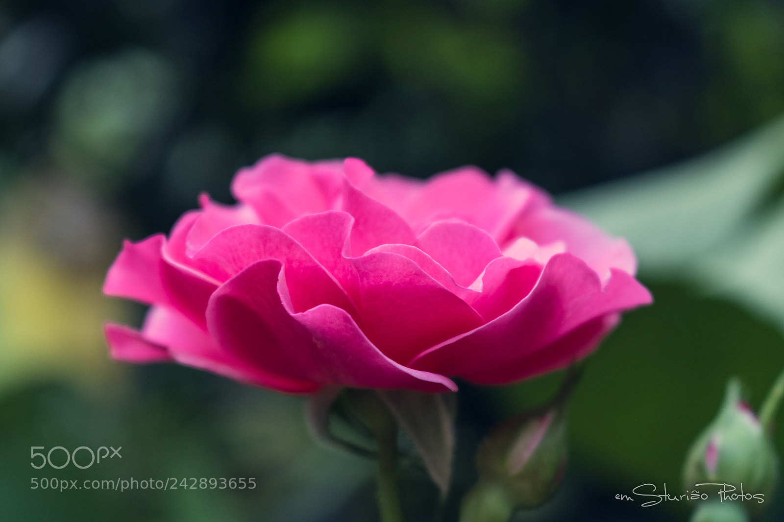 Canon EOS 750D (EOS Rebel T6i / EOS Kiss X8i) sample photo. Detalhe photography