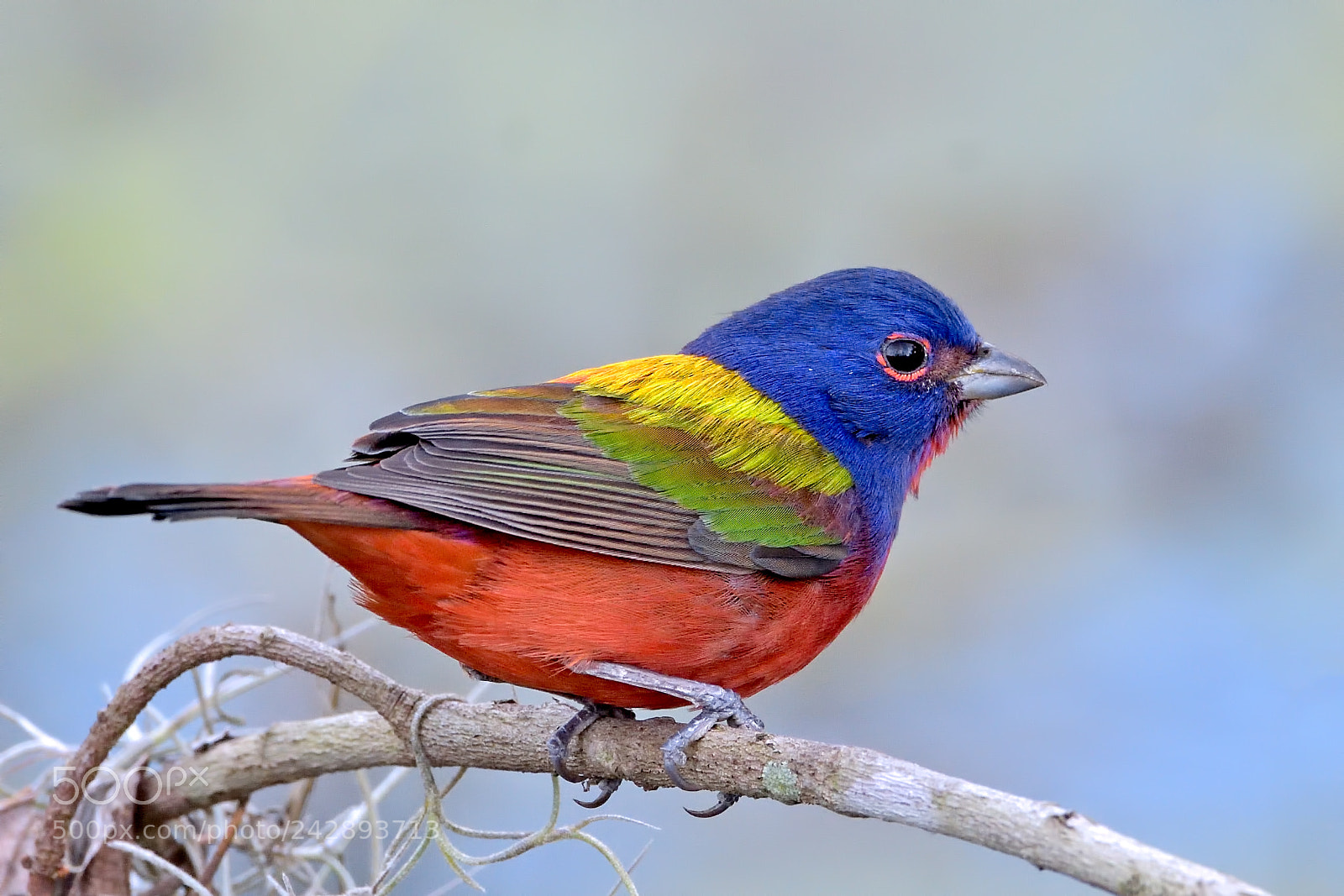 Nikon D7200 sample photo. Painted bunting photography