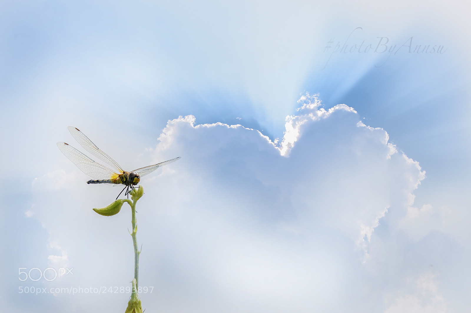 Nikon D7200 sample photo. Dragonfly photography