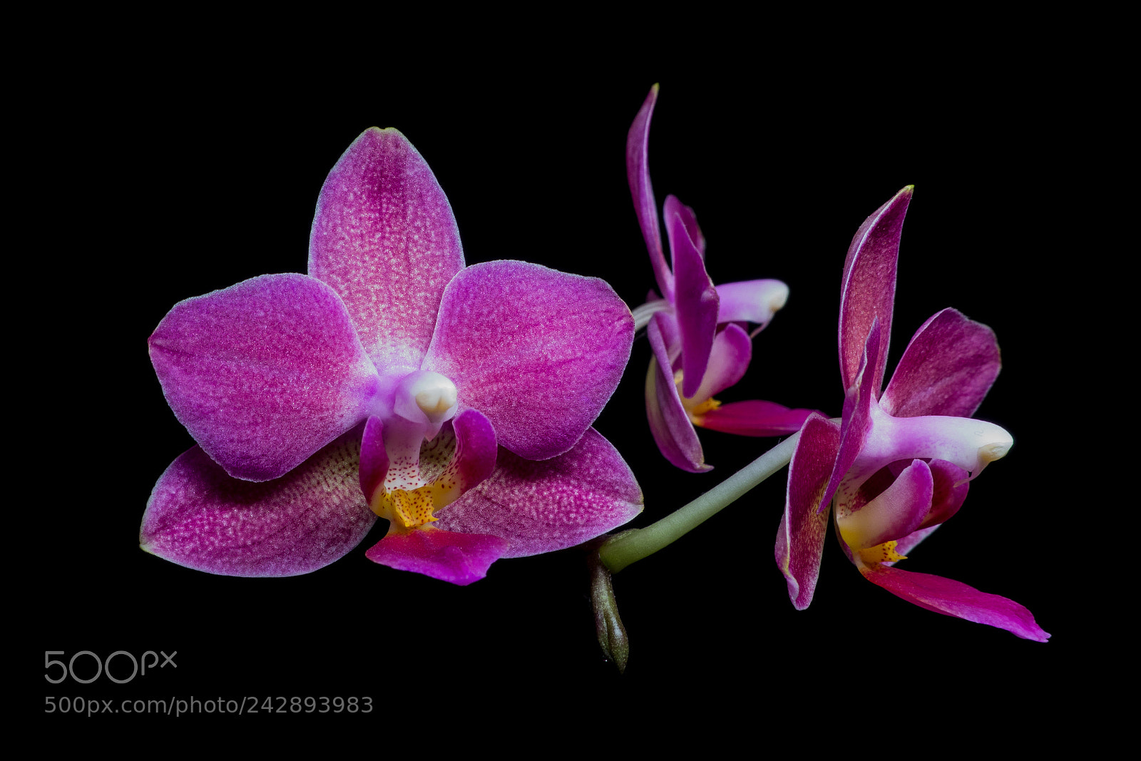 Sony Cyber-shot DSC-RX100 sample photo. Orchid photography