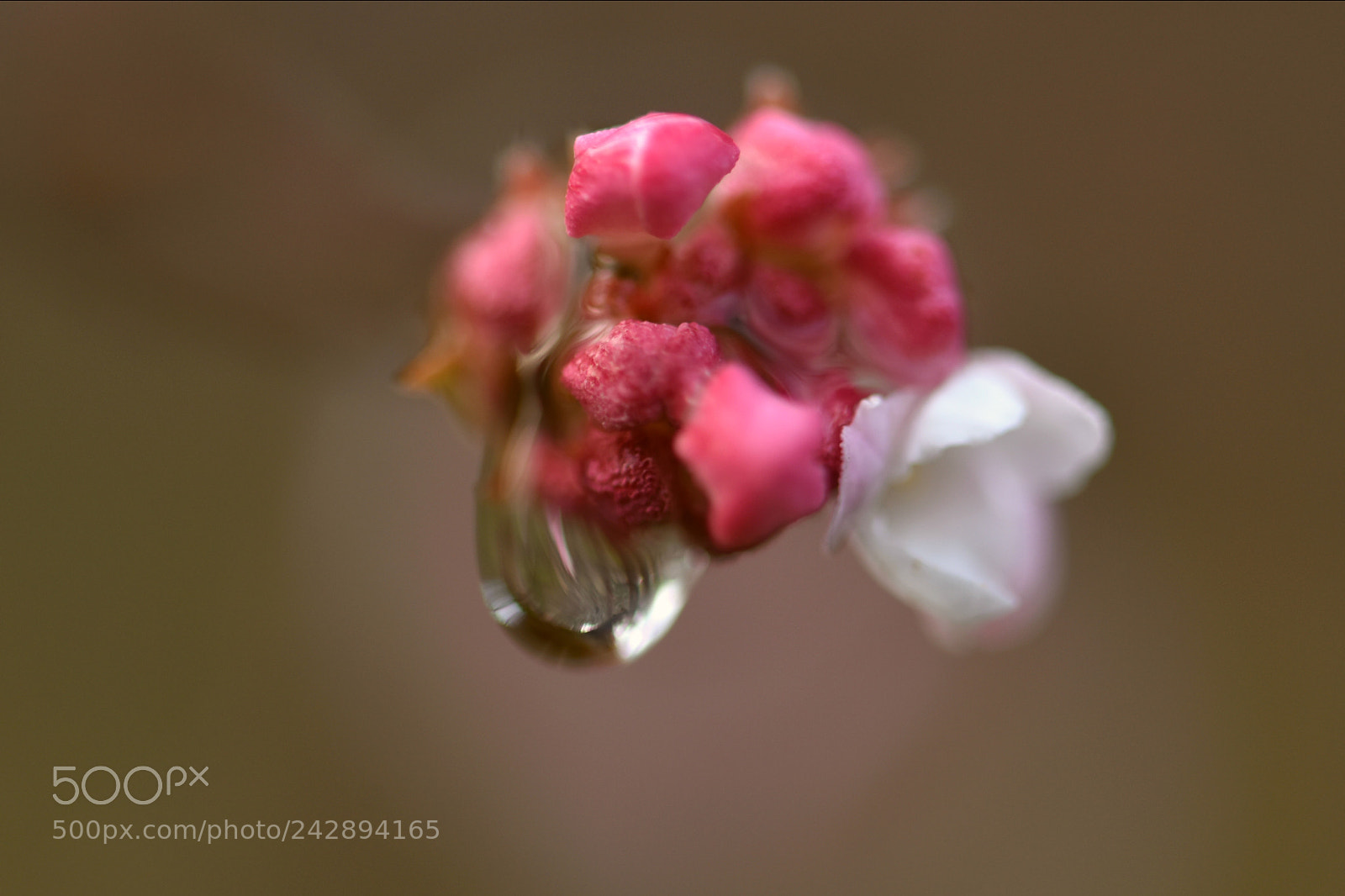 Nikon D810 sample photo. Drops 57! photography