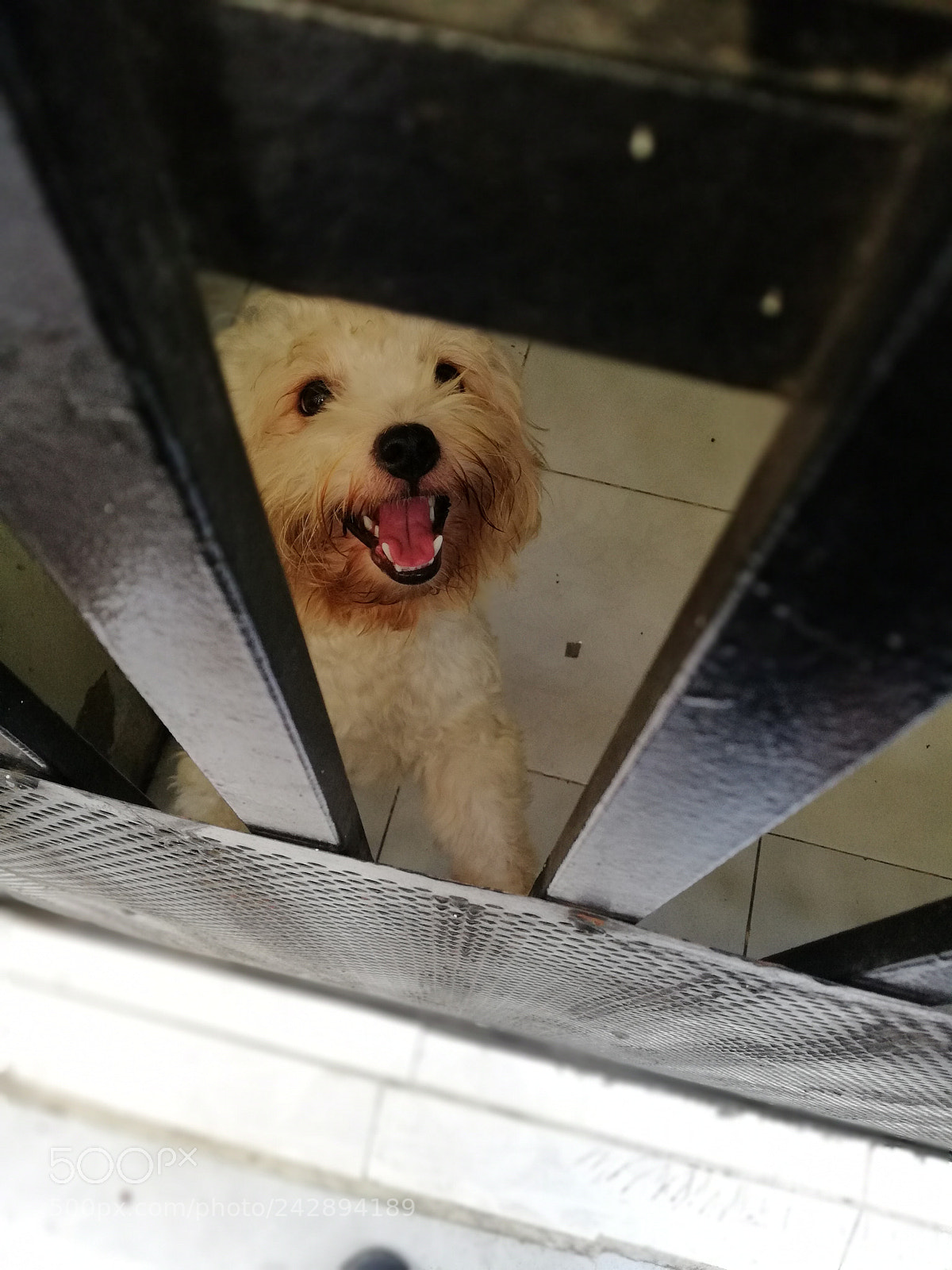 HUAWEI nova 2i sample photo. Puppy photography
