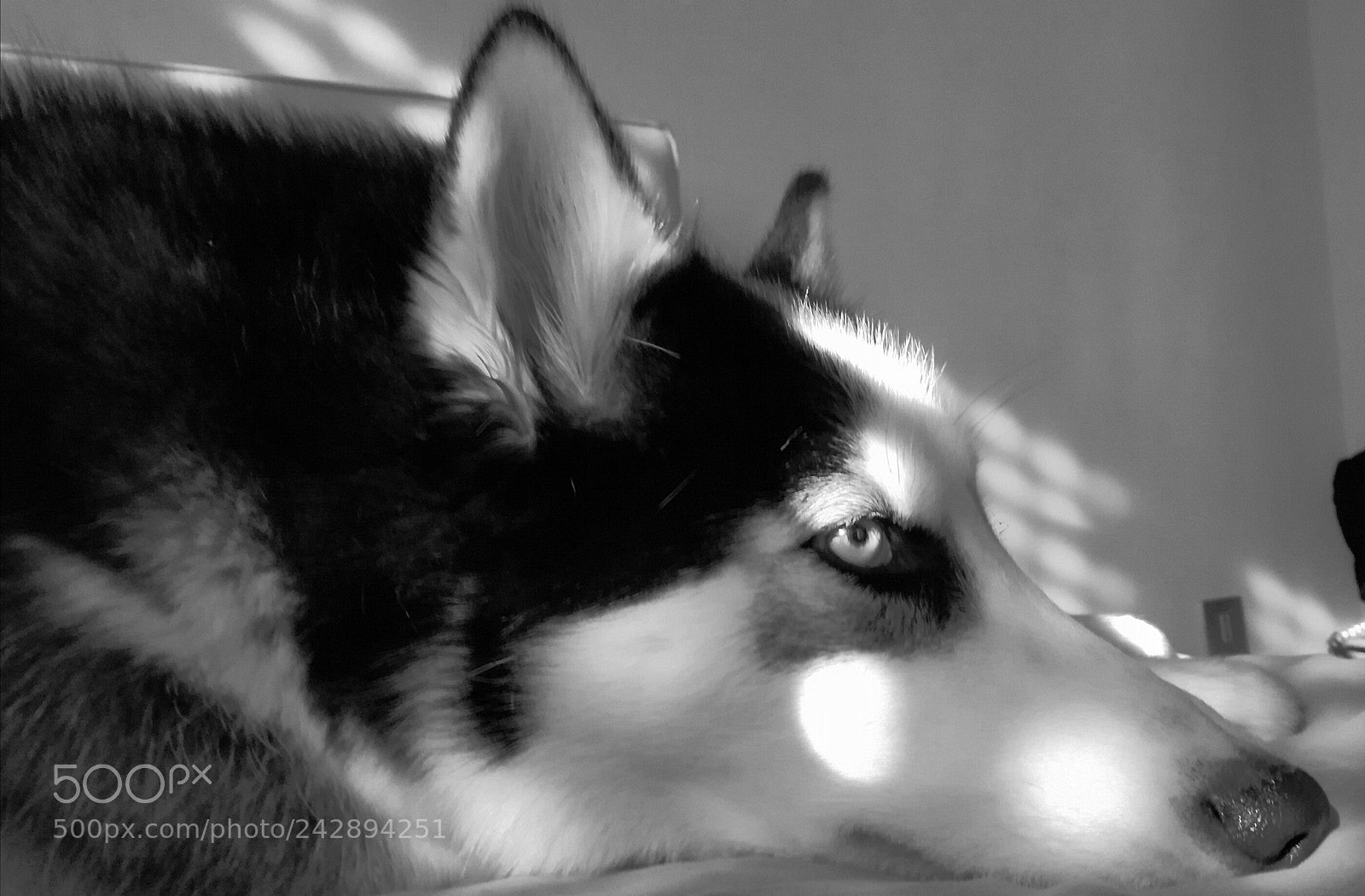 HUAWEI P9 LITE sample photo. Husky dog photography