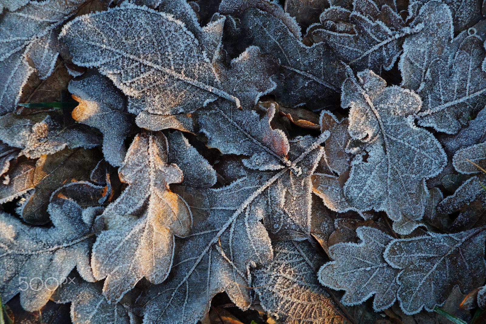 Sony SLT-A58 sample photo. Frozen leaves photography