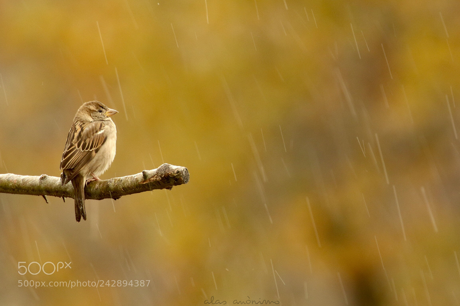 Canon EOS 7D Mark II sample photo. Bad weather..... part ii photography
