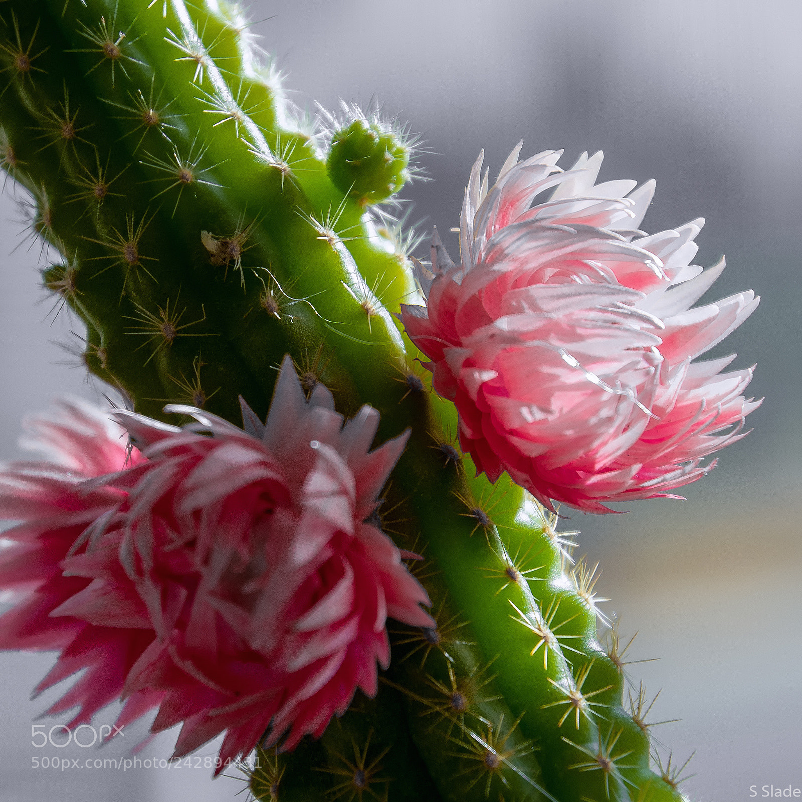 Nikon D5000 sample photo. Desert beauty photography