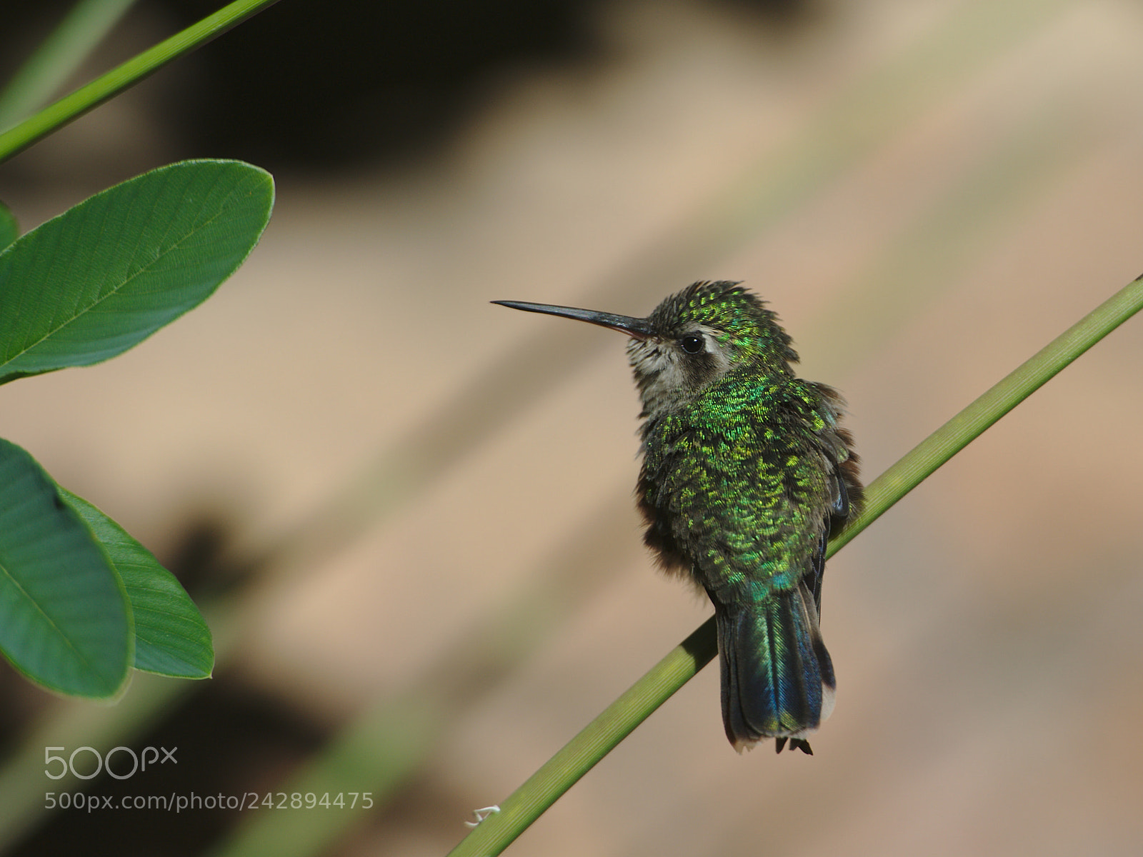 Nikon D700 sample photo. Hummingbird in green photography