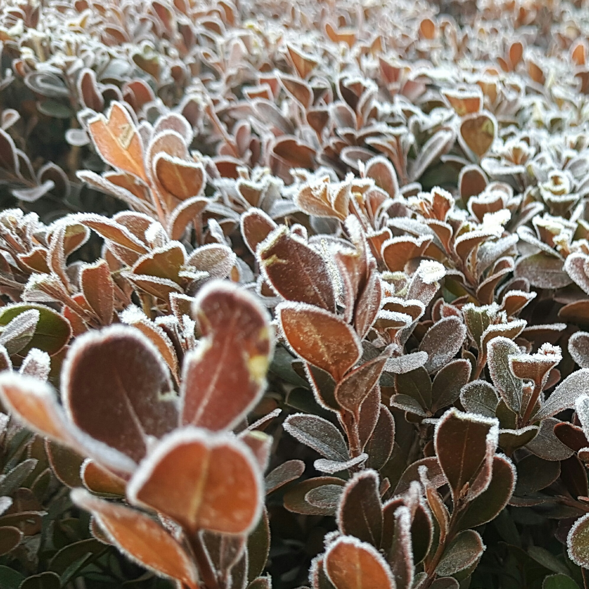 Meizu PRO 6 Plus sample photo