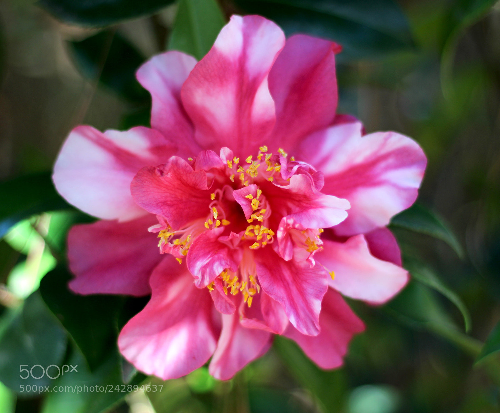 Canon EOS 100D (EOS Rebel SL1 / EOS Kiss X7) sample photo. Mark allen variegated  photography