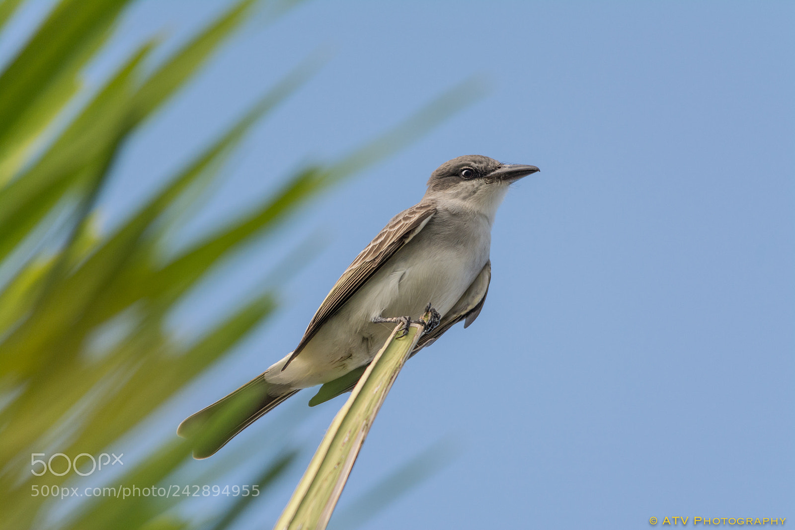 Nikon D7100 sample photo. Mockingbird photography