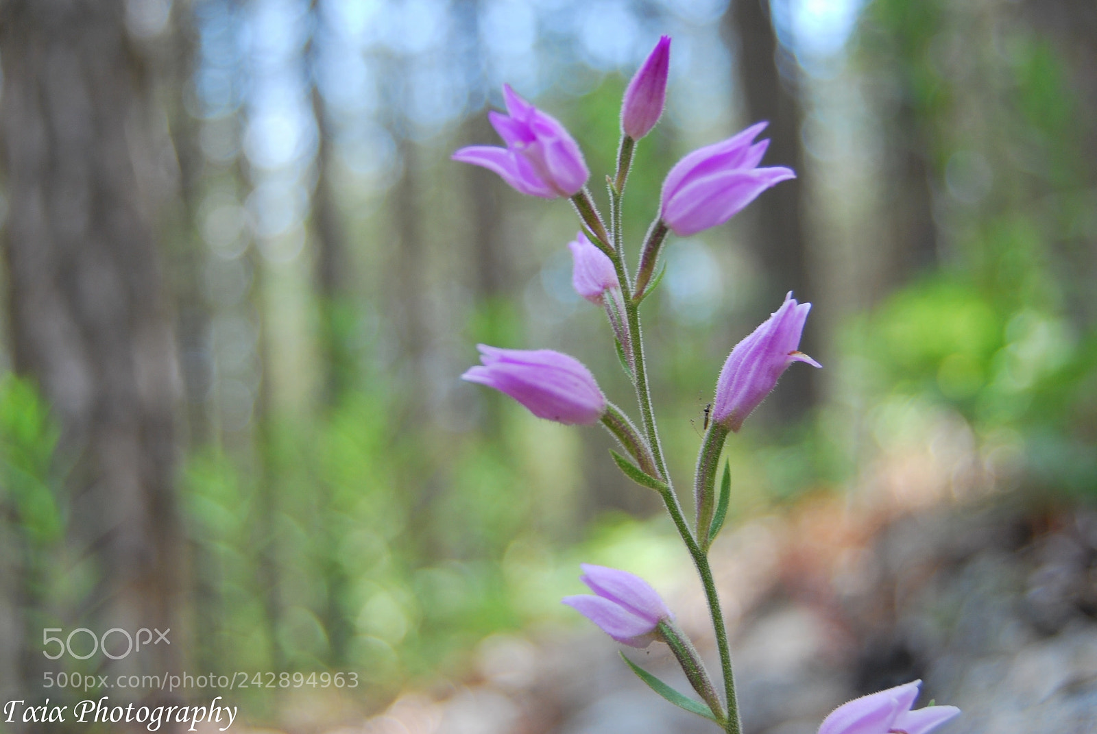 Nikon D60 sample photo. Untitled photography