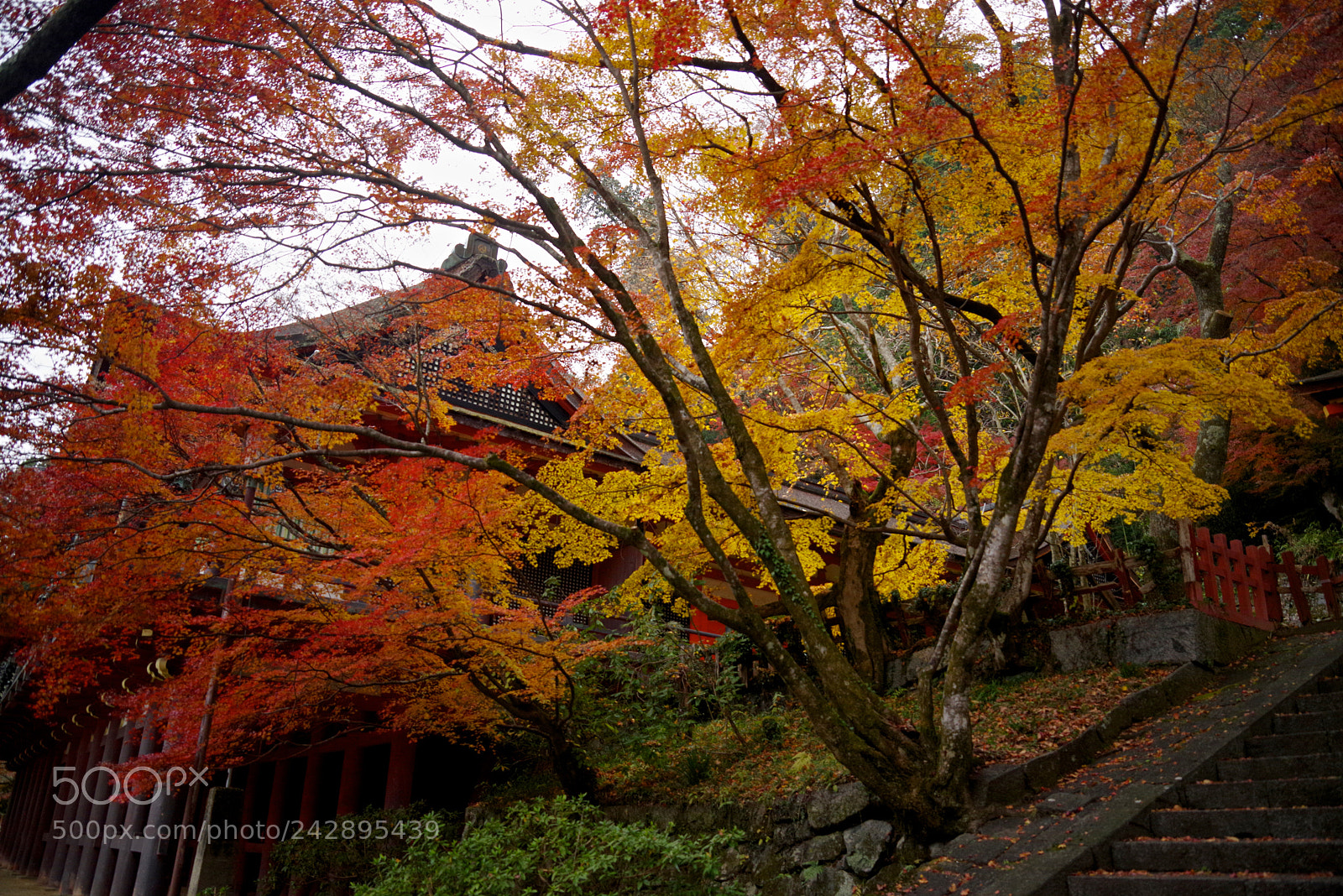 Pentax K-1 sample photo. Tanzan shrine photography