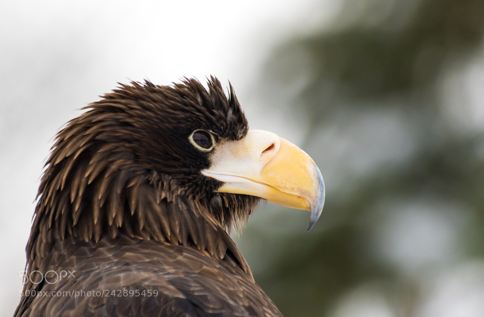 Nikon D500 sample photo. Stellers sea eagle photography