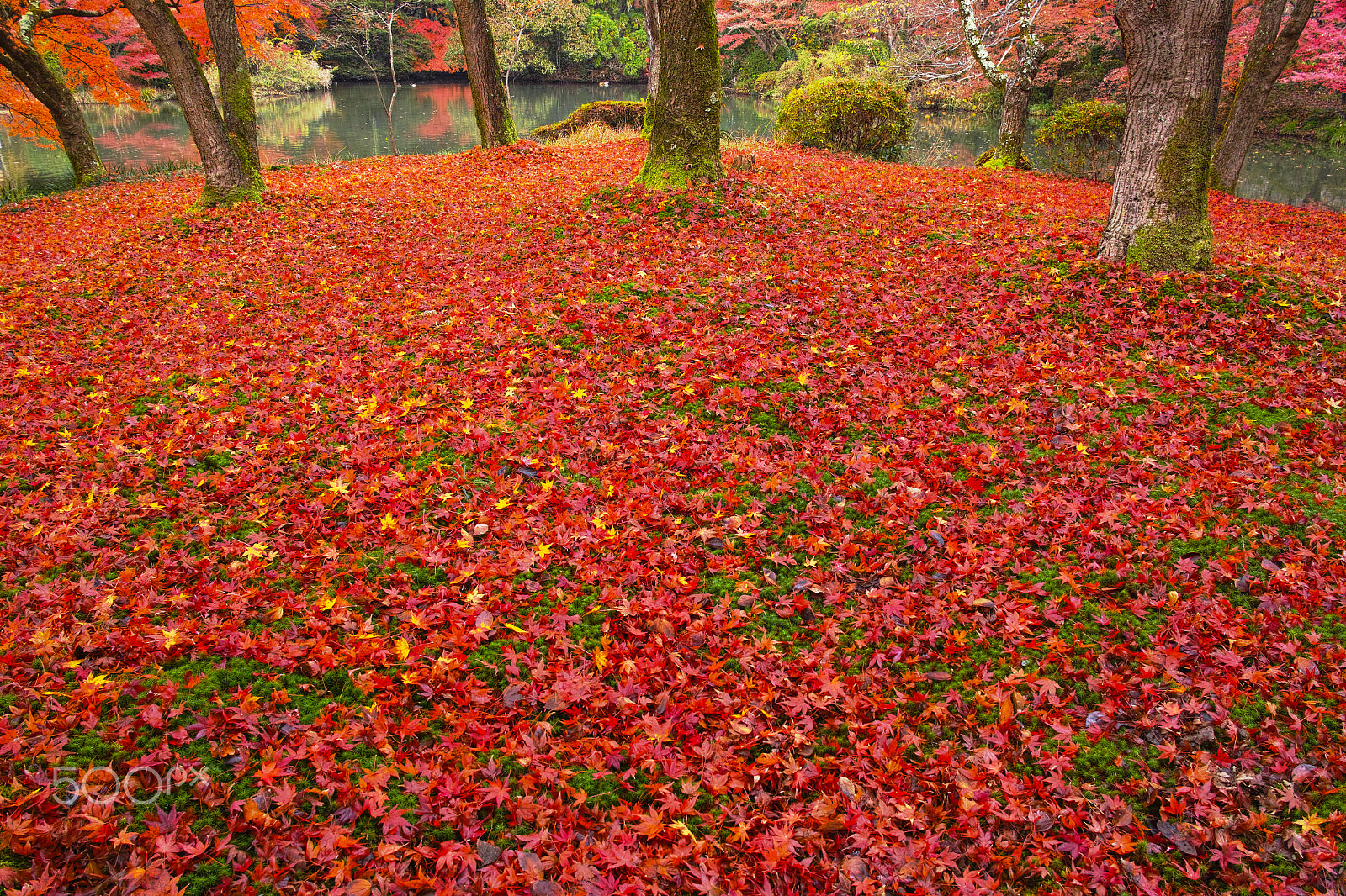 Sigma DP1 Merrill sample photo. Fall photography