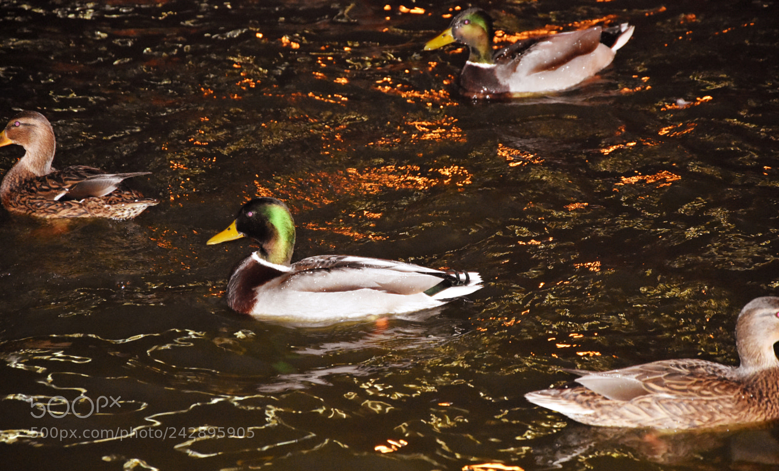 Nikon D7200 sample photo. Evening pond photography