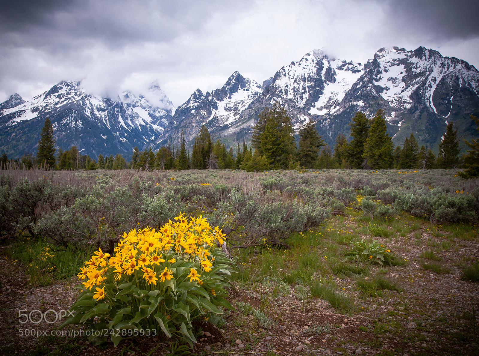 Canon EOS 5D sample photo. A yellow bouquet photography