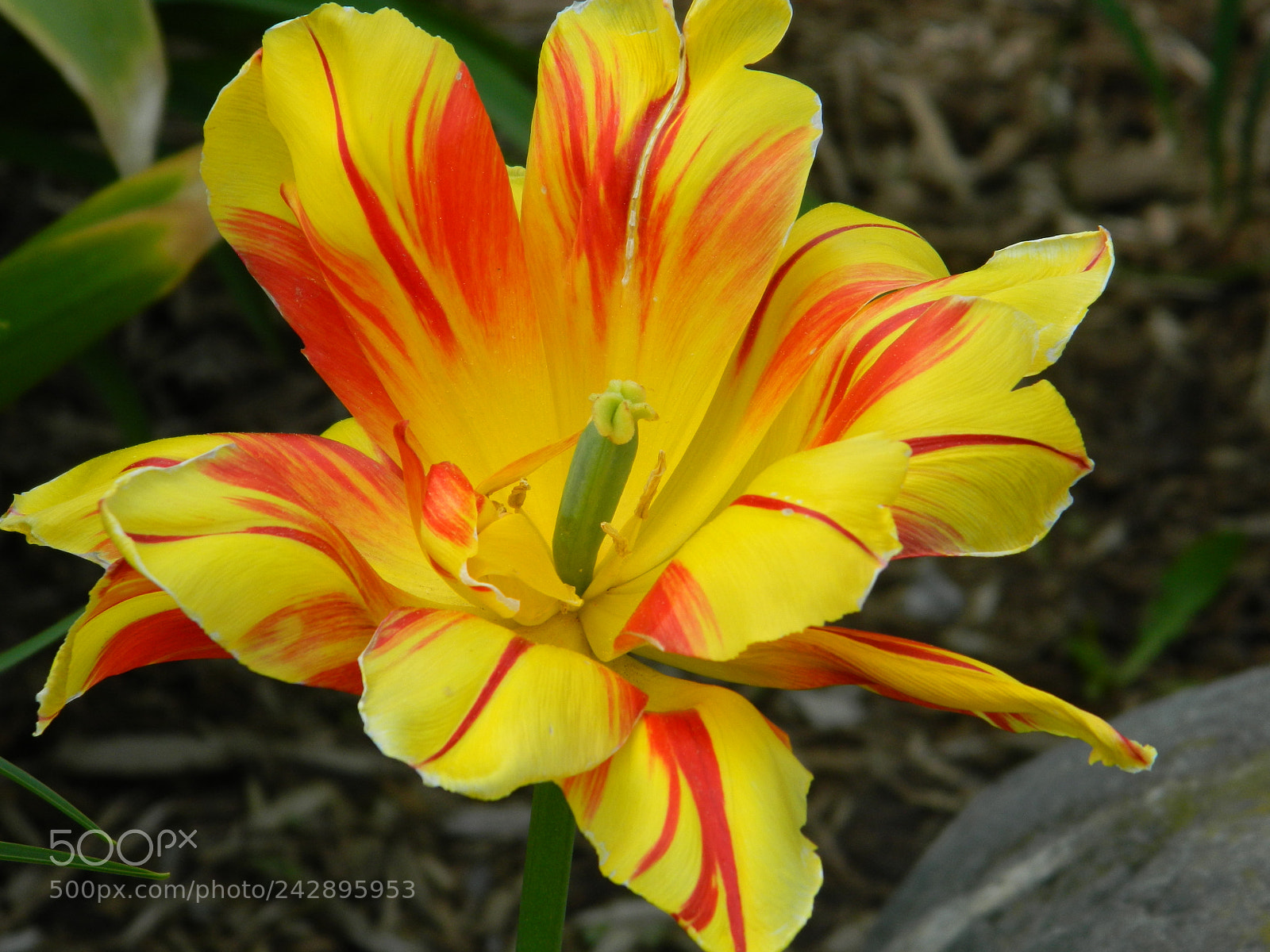 Nikon COOLPIX L310 sample photo. Tulips photography