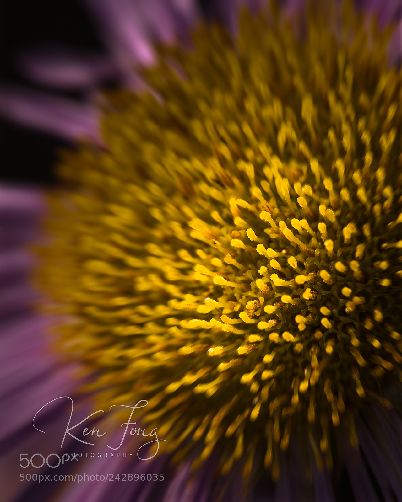 Sony a7R III sample photo. Seaside daisy 5 photography