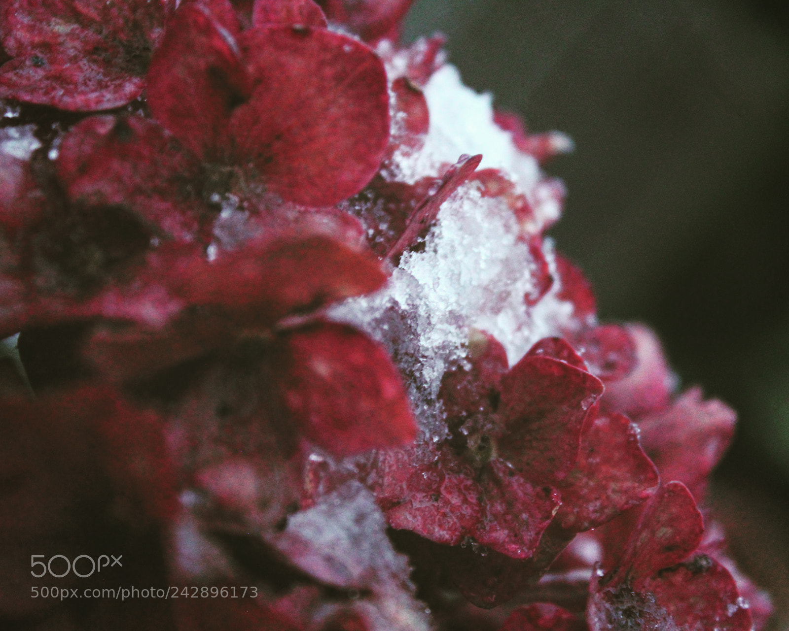 Canon EOS 600D (Rebel EOS T3i / EOS Kiss X5) sample photo. Ice and petals photography