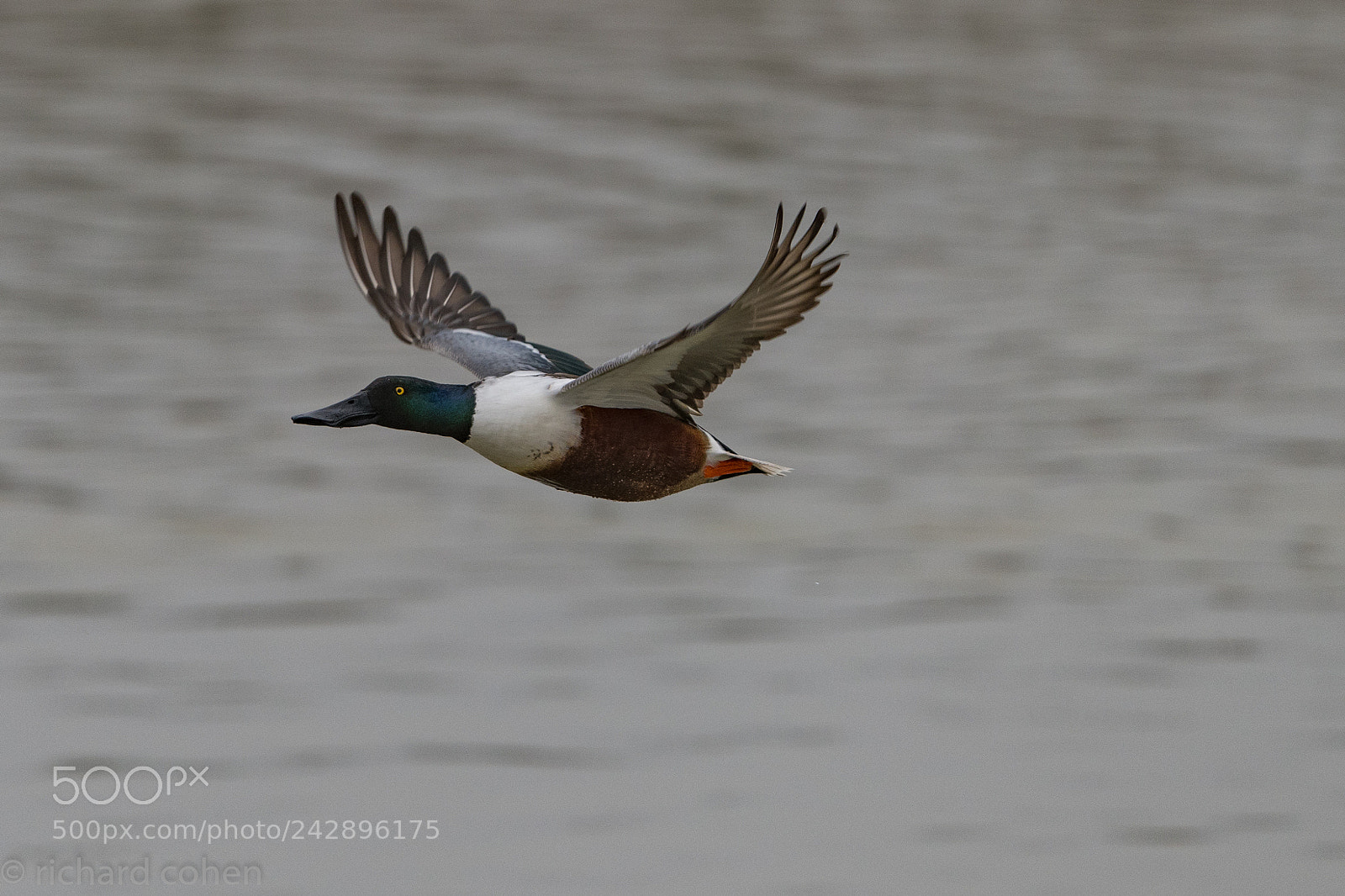 Nikon D850 sample photo. Flying shoveler.. photography