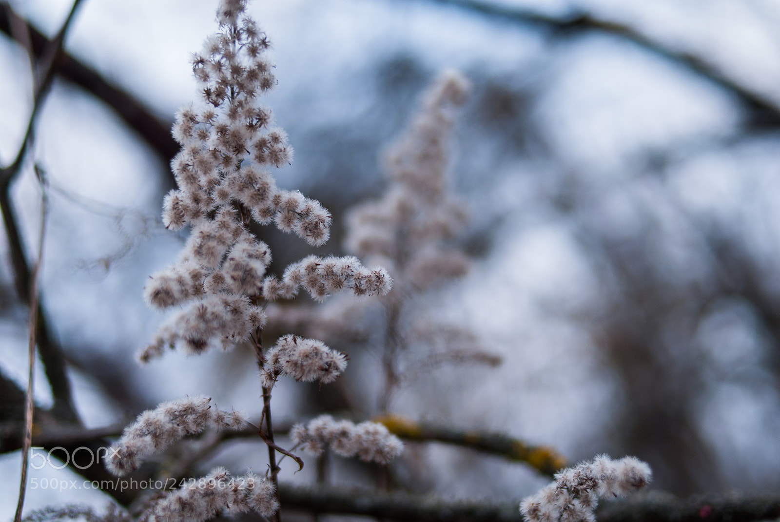 Nikon D200 sample photo. Winter belated silhouettes photography